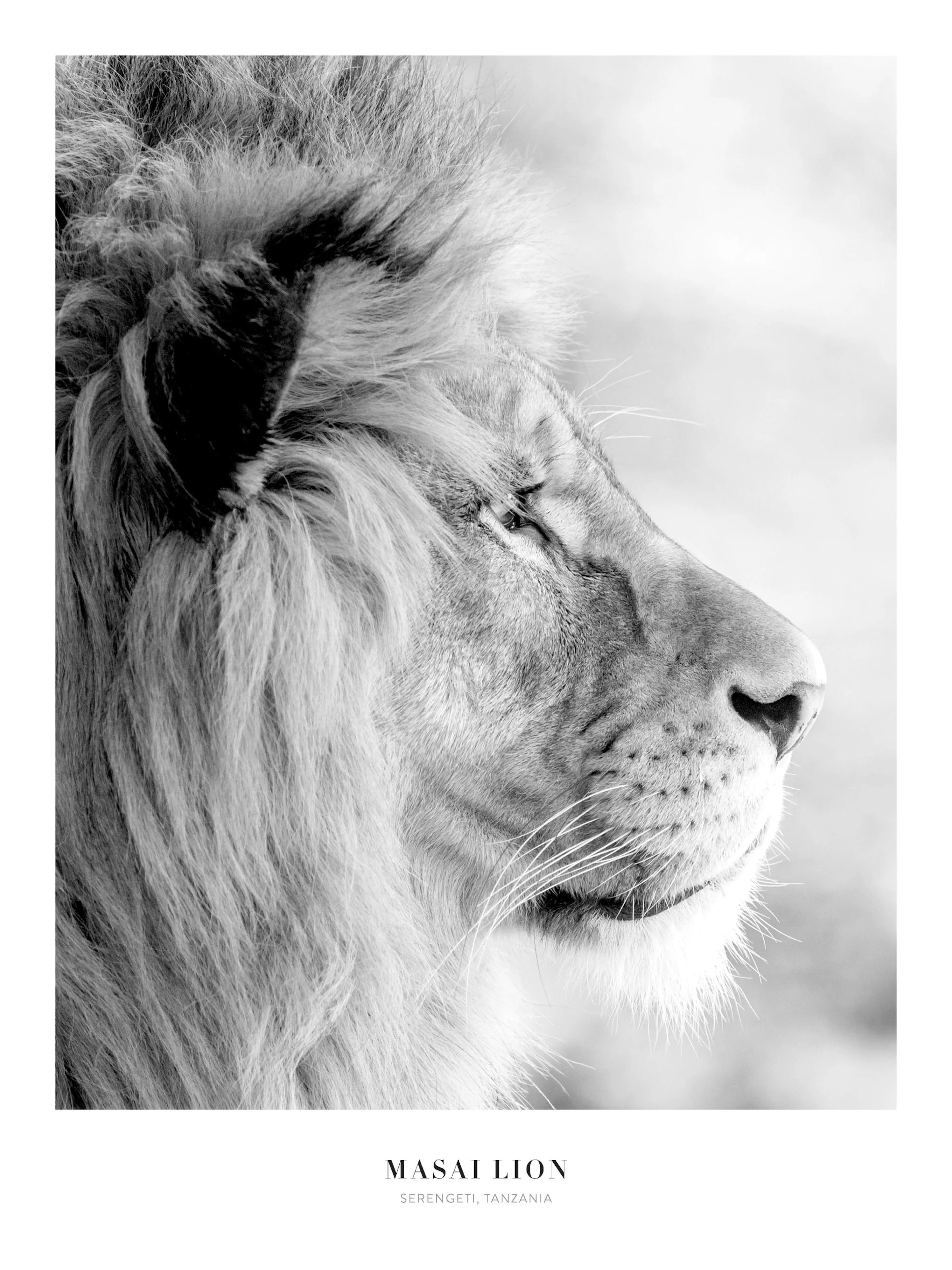 A black and white poster featuring a close-up profile of a lions face with a thick mane, looking right.