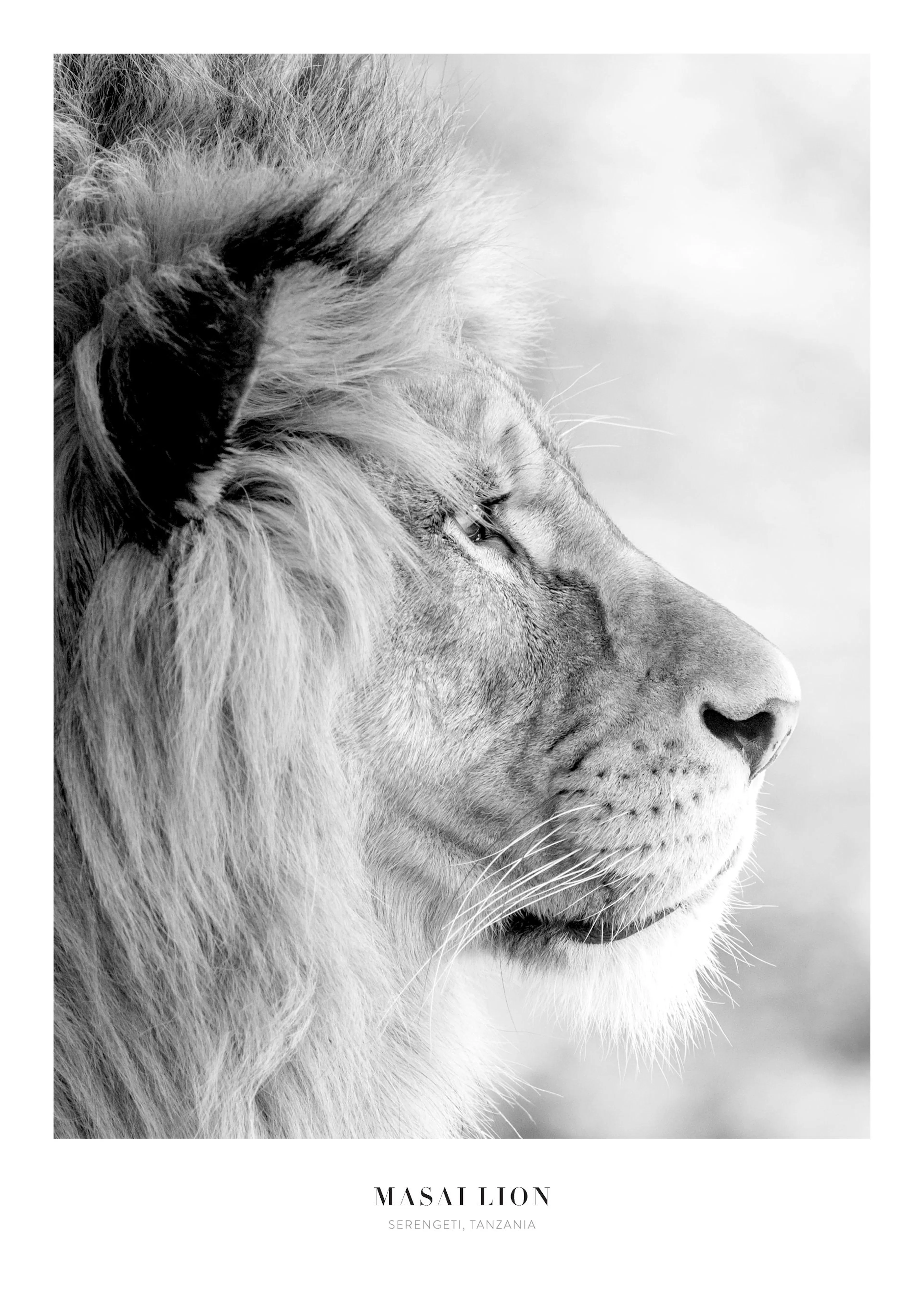 Mustavalkoinen juliste, jossa on profiilikuva leijonasta ja sen muhkeasta harjasta.