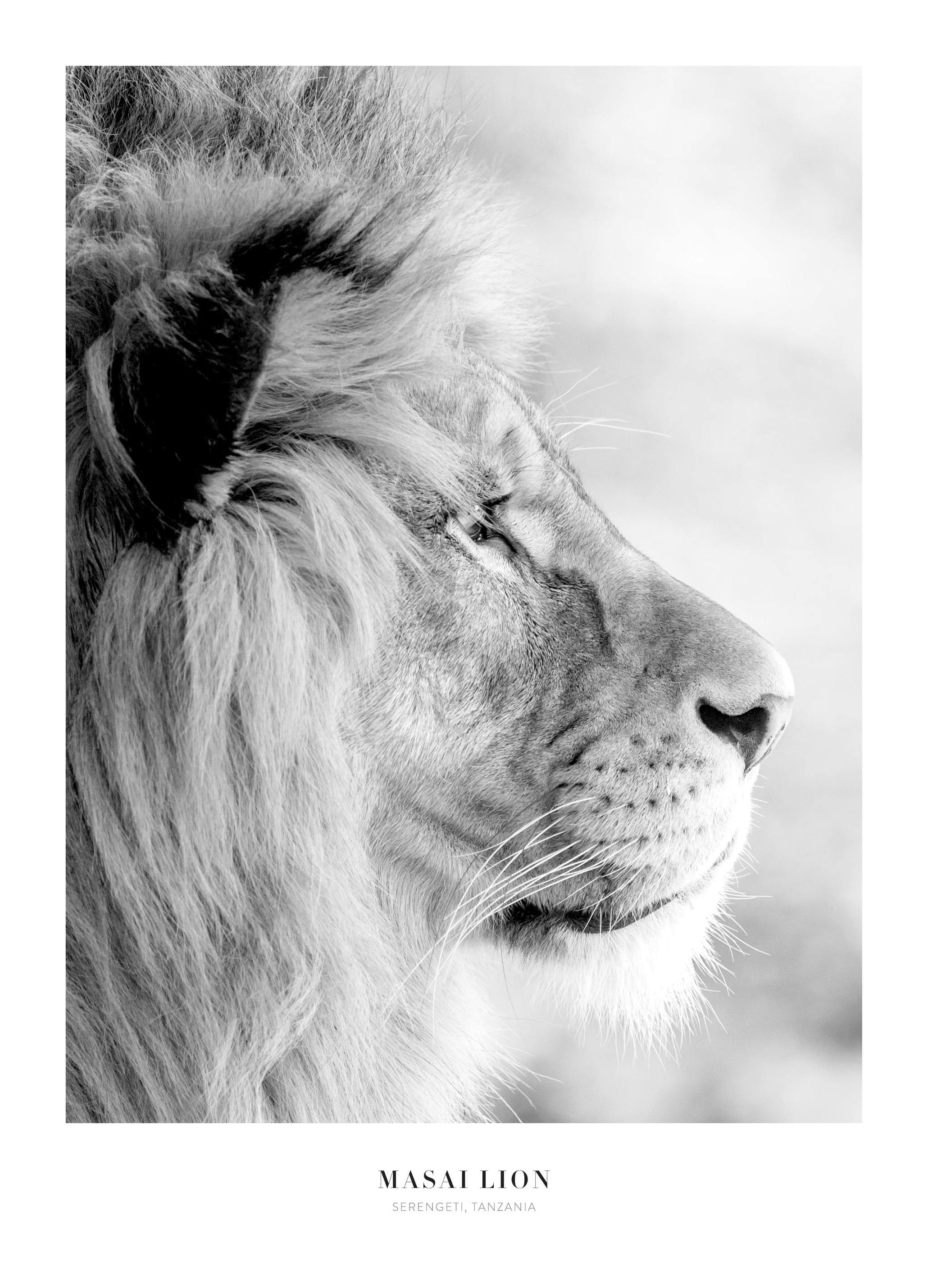 Masai Leeuw Poster (50x70 cm) - Poster Store