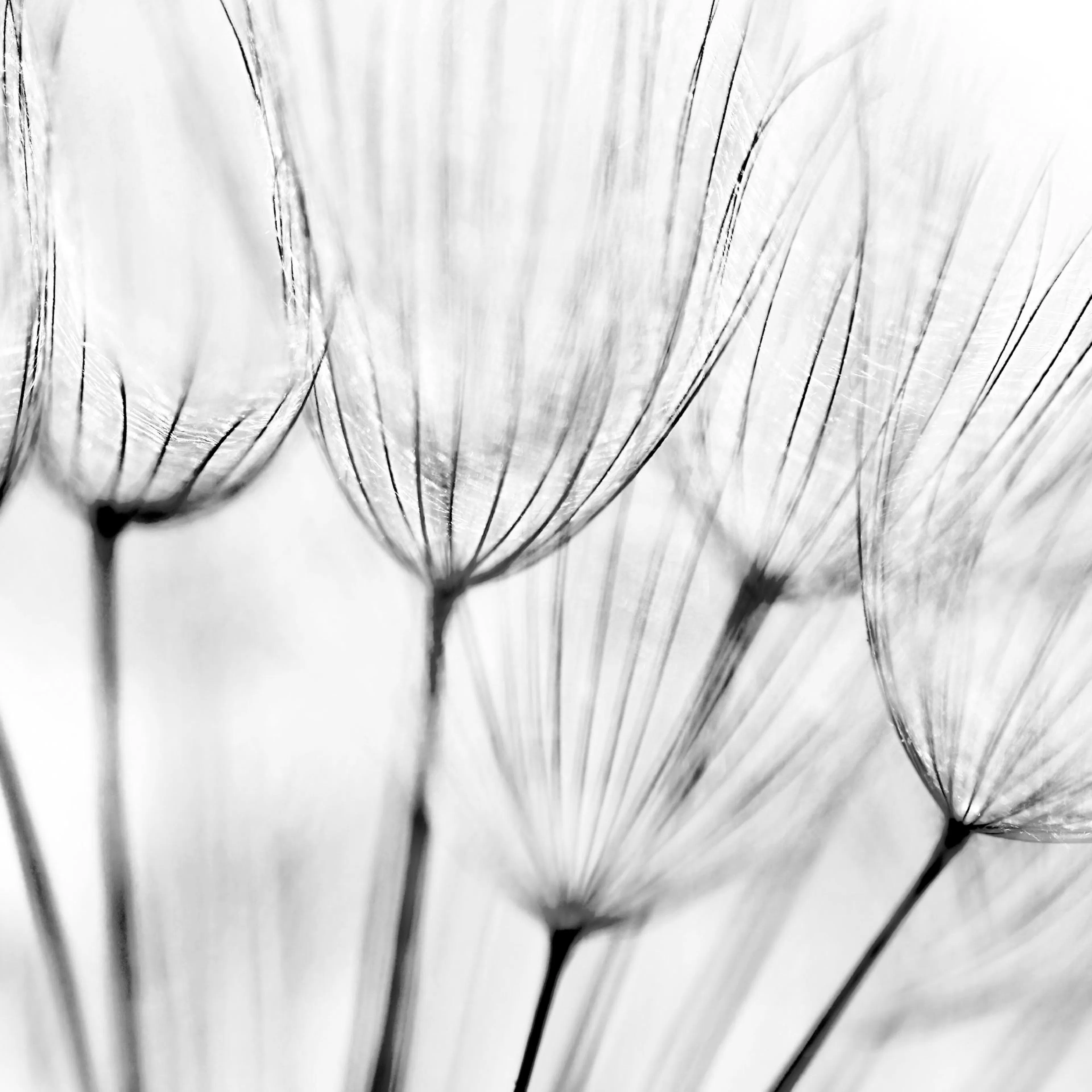 A black and white poster featuring a close-up of delicate dandelion seeds with wispy filaments against a soft, light background.