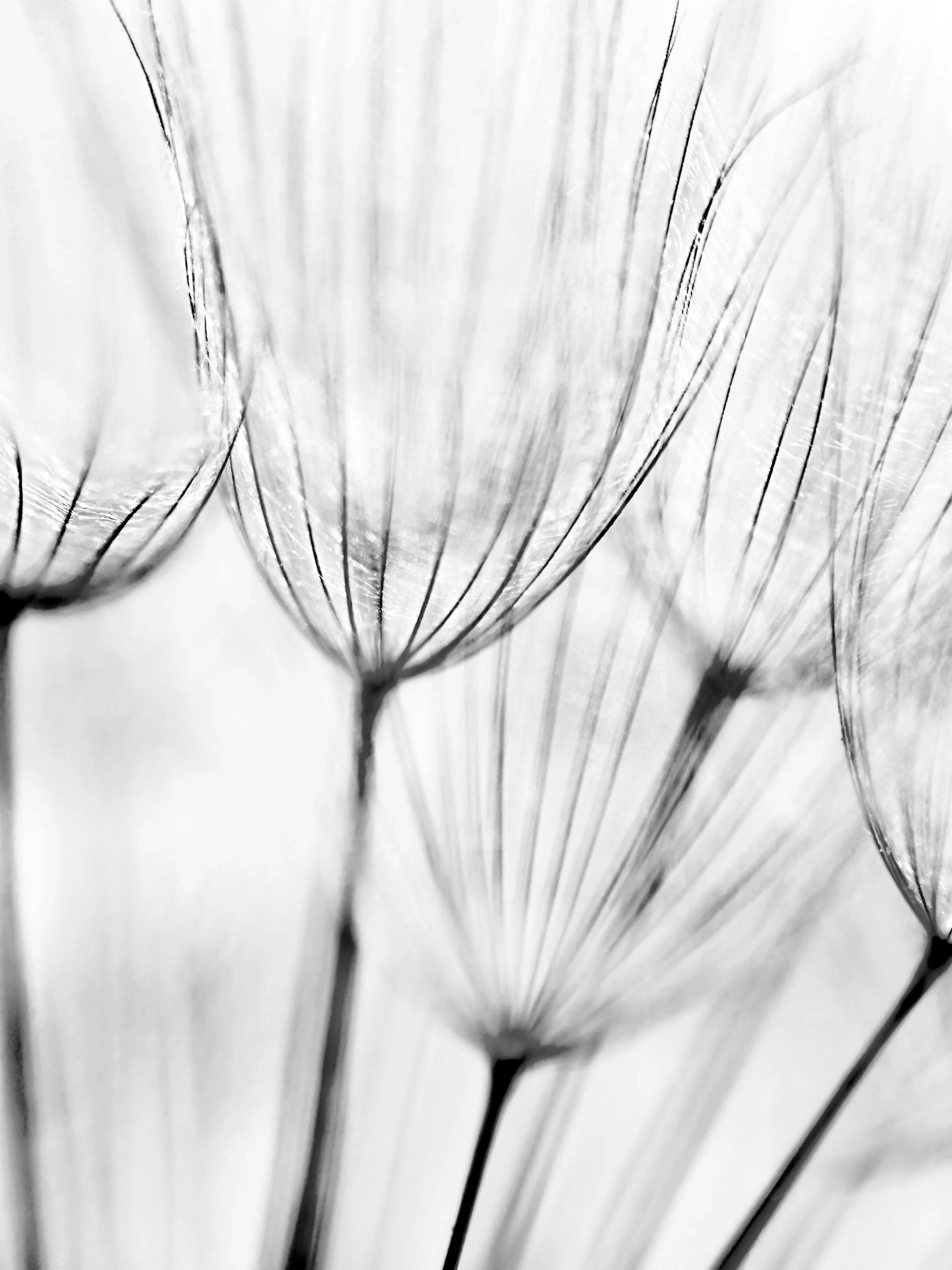 Póster de un diente de león en blanco y negro, con filamentos finos y translúcidos que irradian de un tallo oscuro.