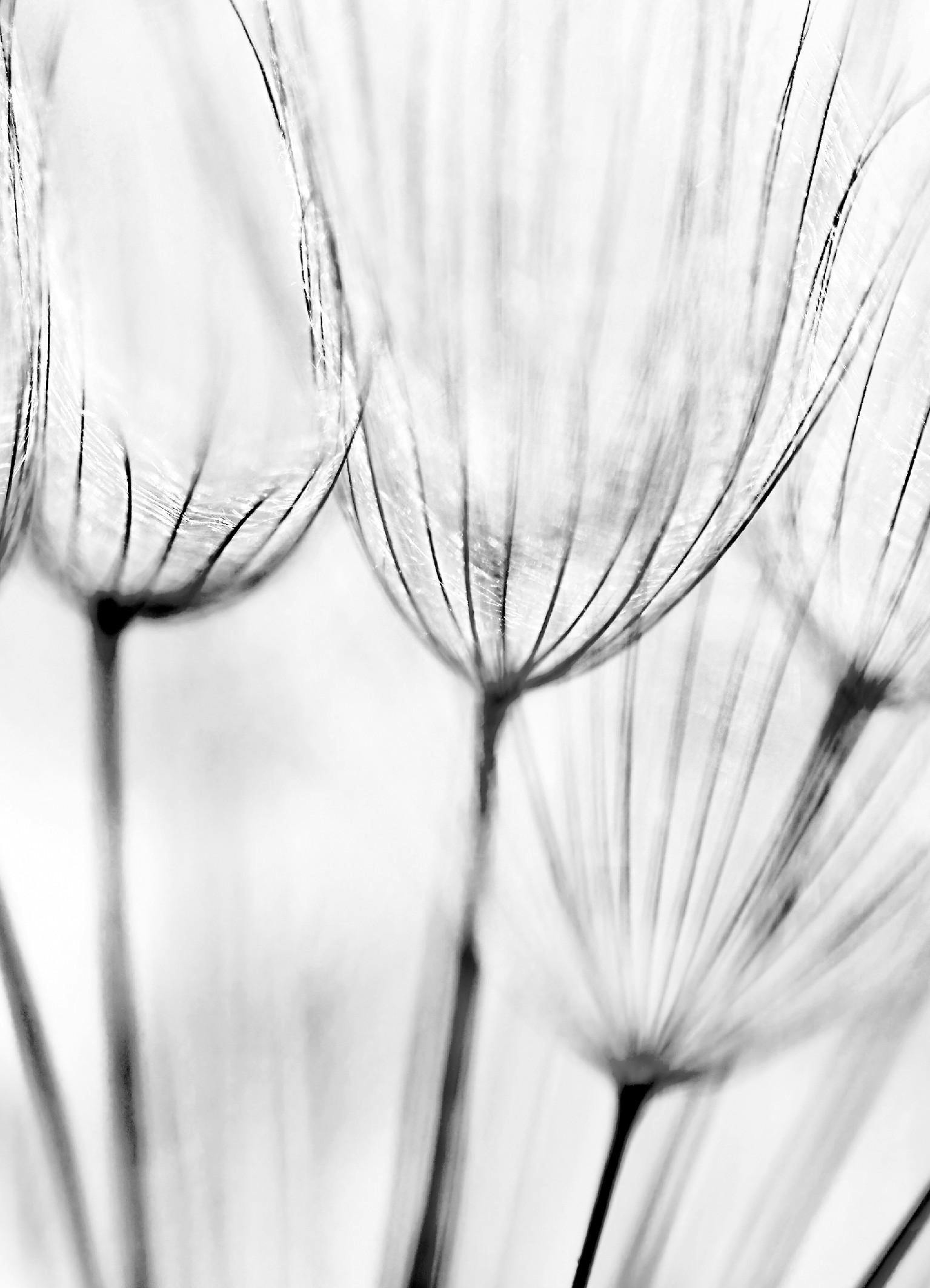 A poster featuring a close-up, black and white abstract view of dandelion seeds with delicate, feathery details.