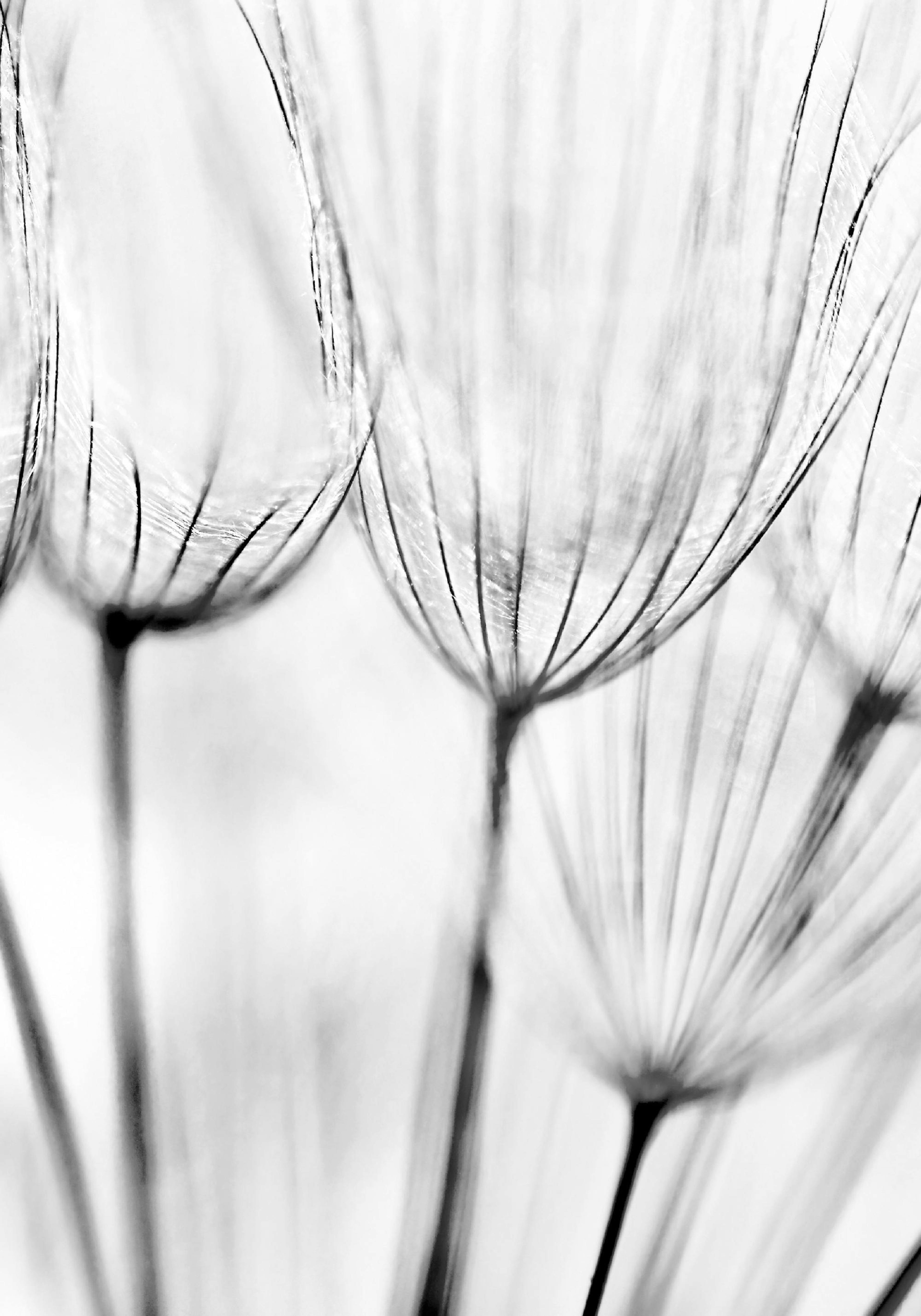 Póster de un diente de león en blanco y negro, con filamentos finos y translúcidos que irradian de un tallo oscuro.
