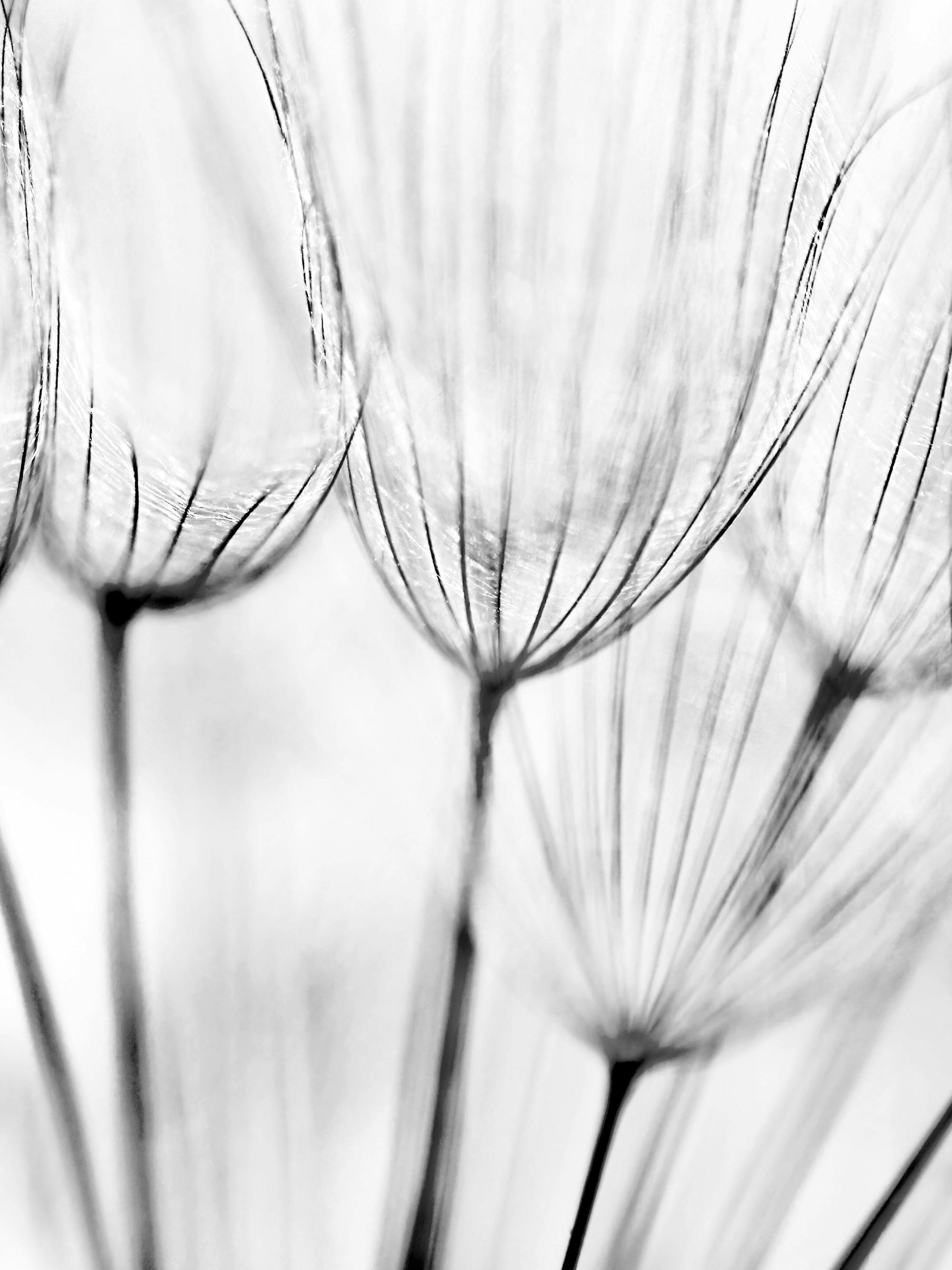 En plakat med et sort-hvidt makrobillede af mælkebøttefrø, der viser fine tråde og strukturer.