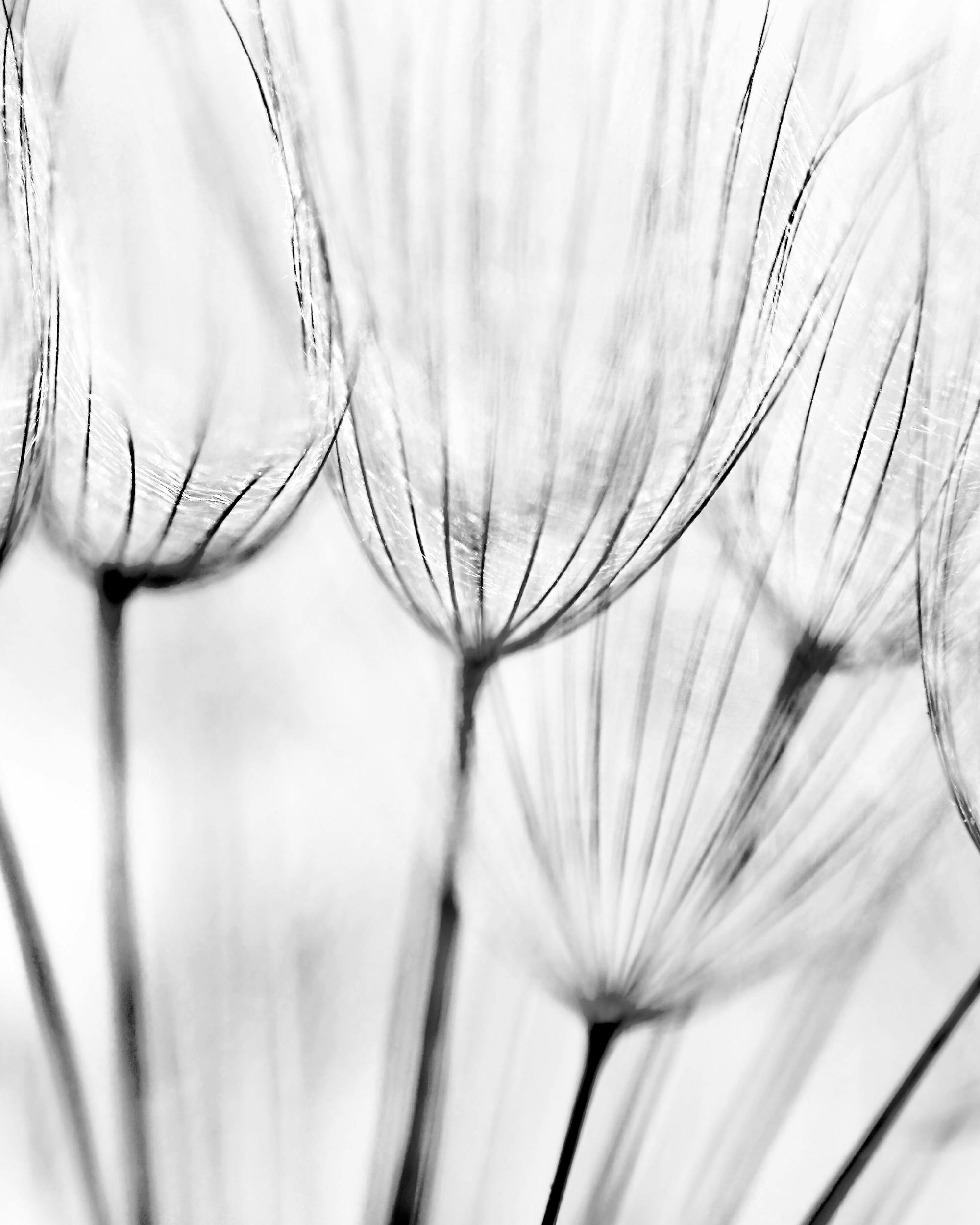 Poster mit Nahaufnahme von filigranen, dunklen Linien und Strukturen eines Löwenzahns vor hellem Hintergrund.