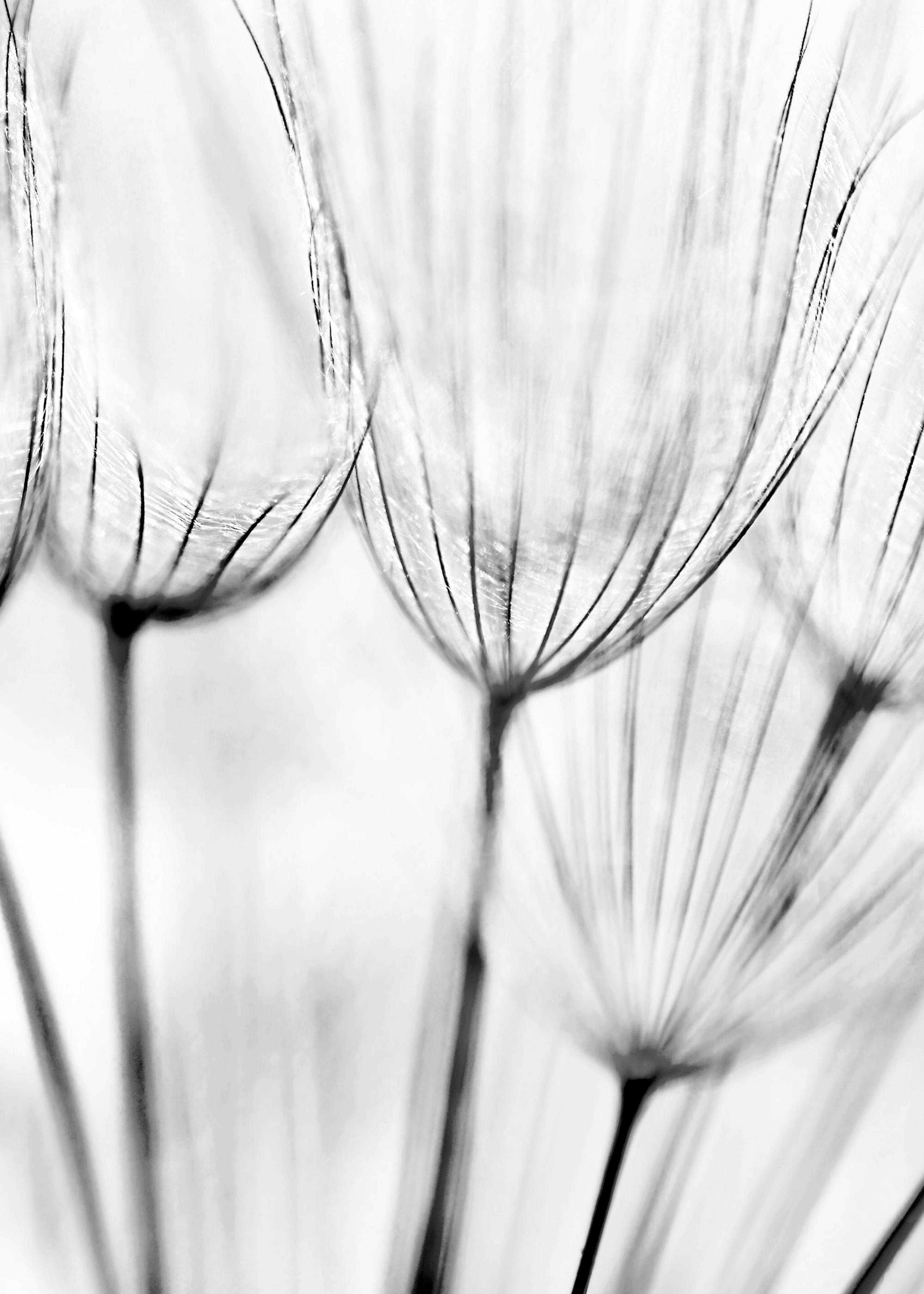 Dandelions Poster 0