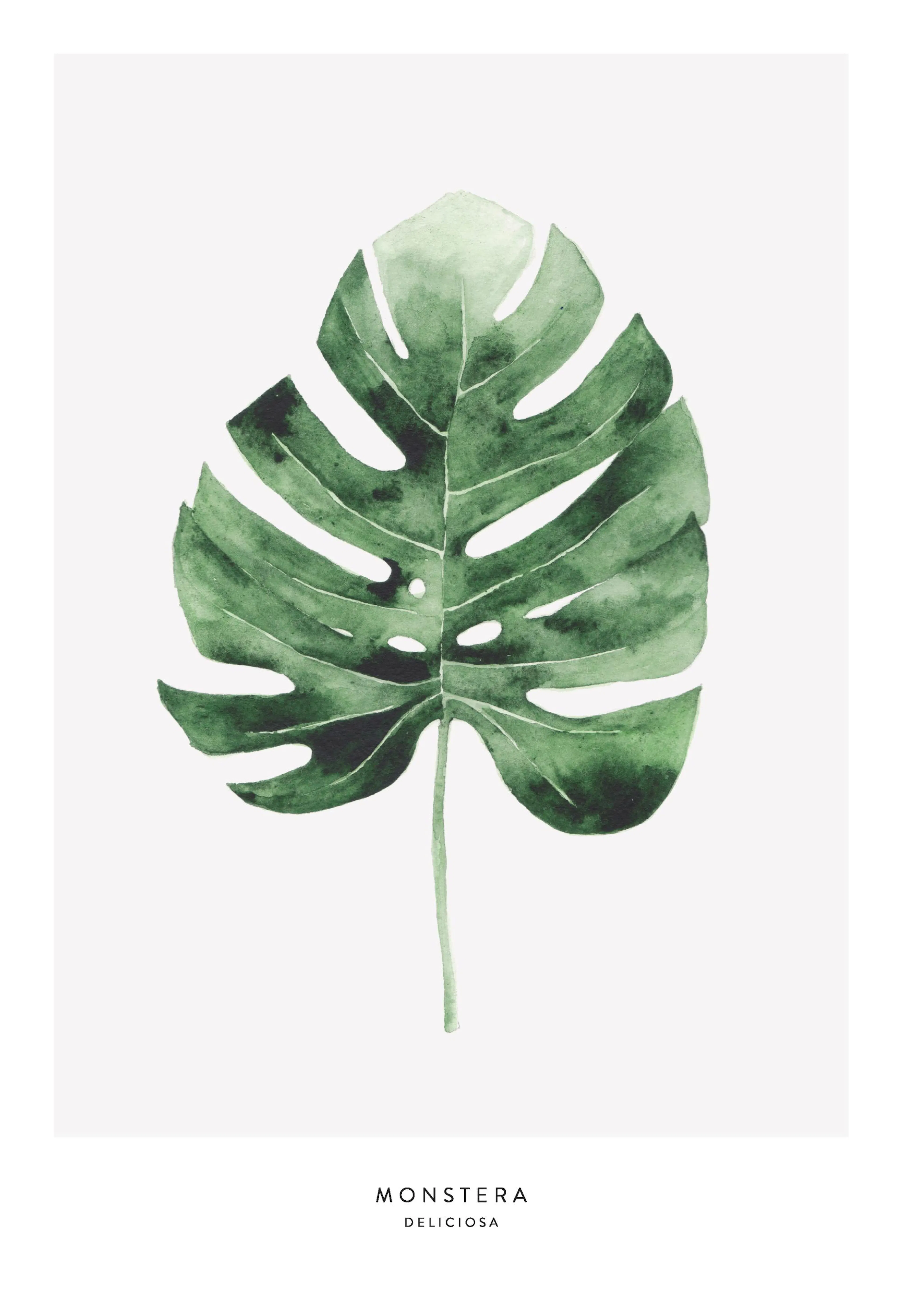 A poster featuring a watercolor painting of a large green monstera leaf on a white background.
