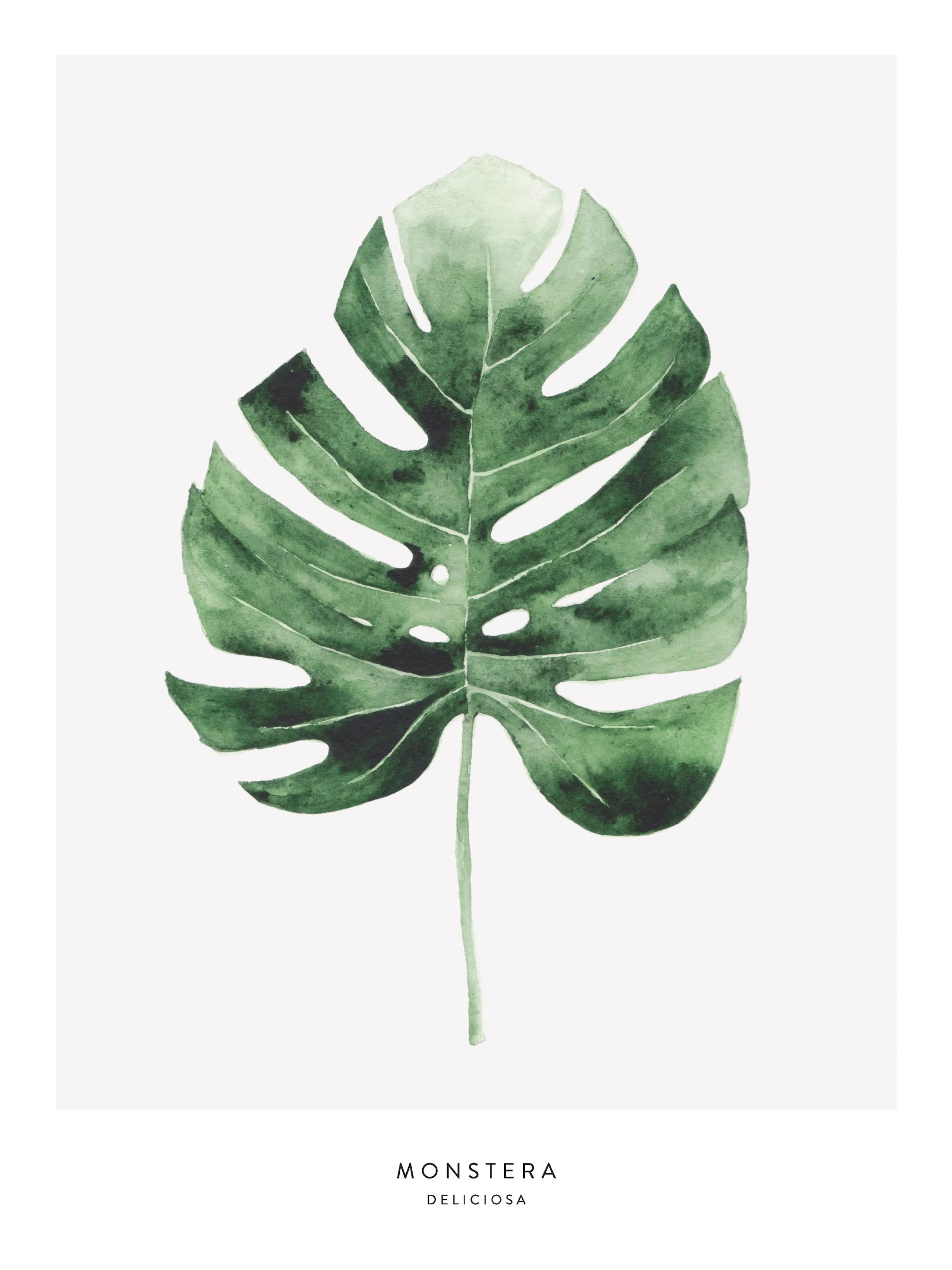 A poster featuring a vibrant green watercolor Monstera leaf on a white background, perfect for botanical decor.