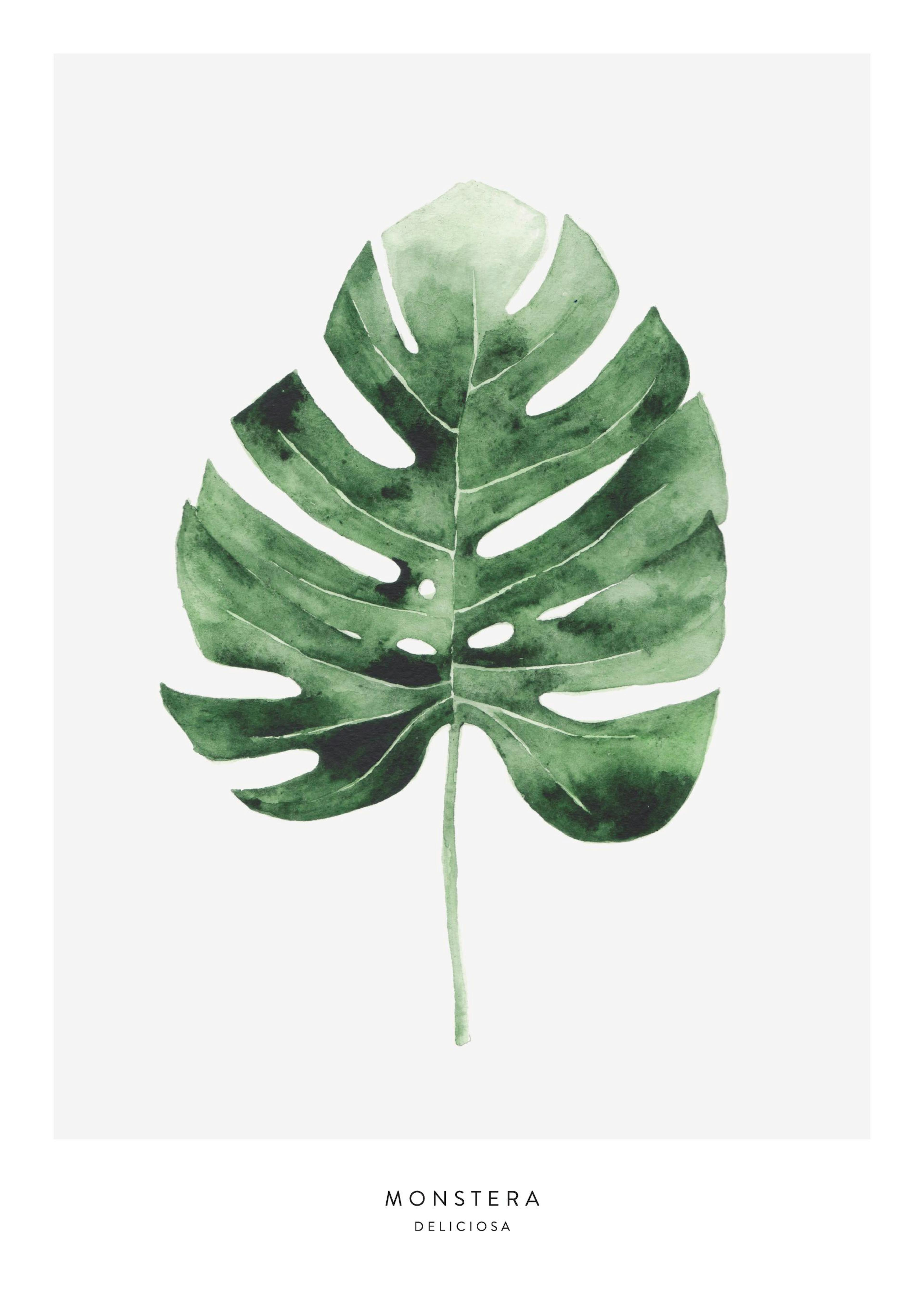 Monstera Leaf. Poster 0