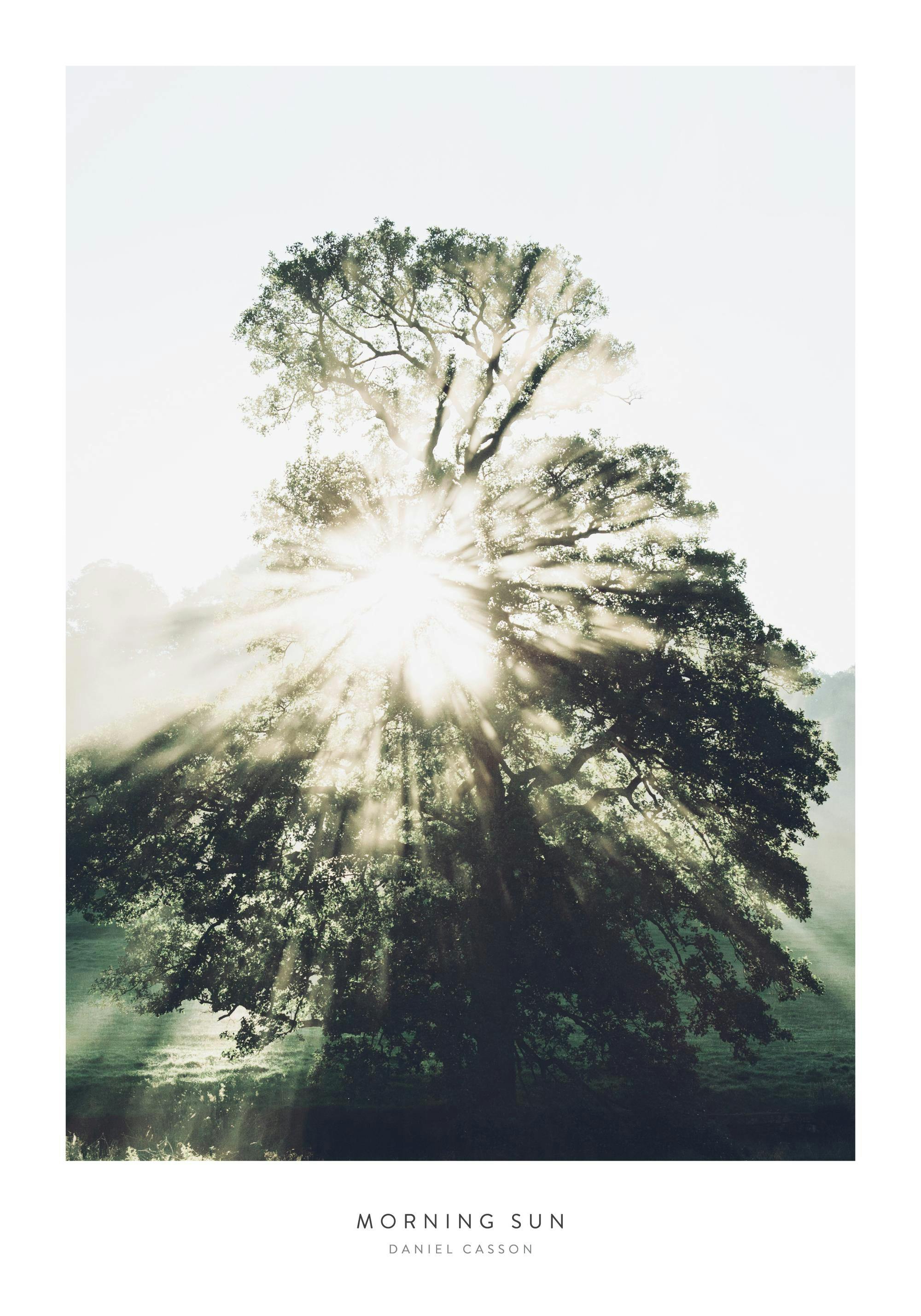 Poster dun arbre majestueux au feuillage dense, baigné par des rayons de soleil traversant le brouillard matinal.