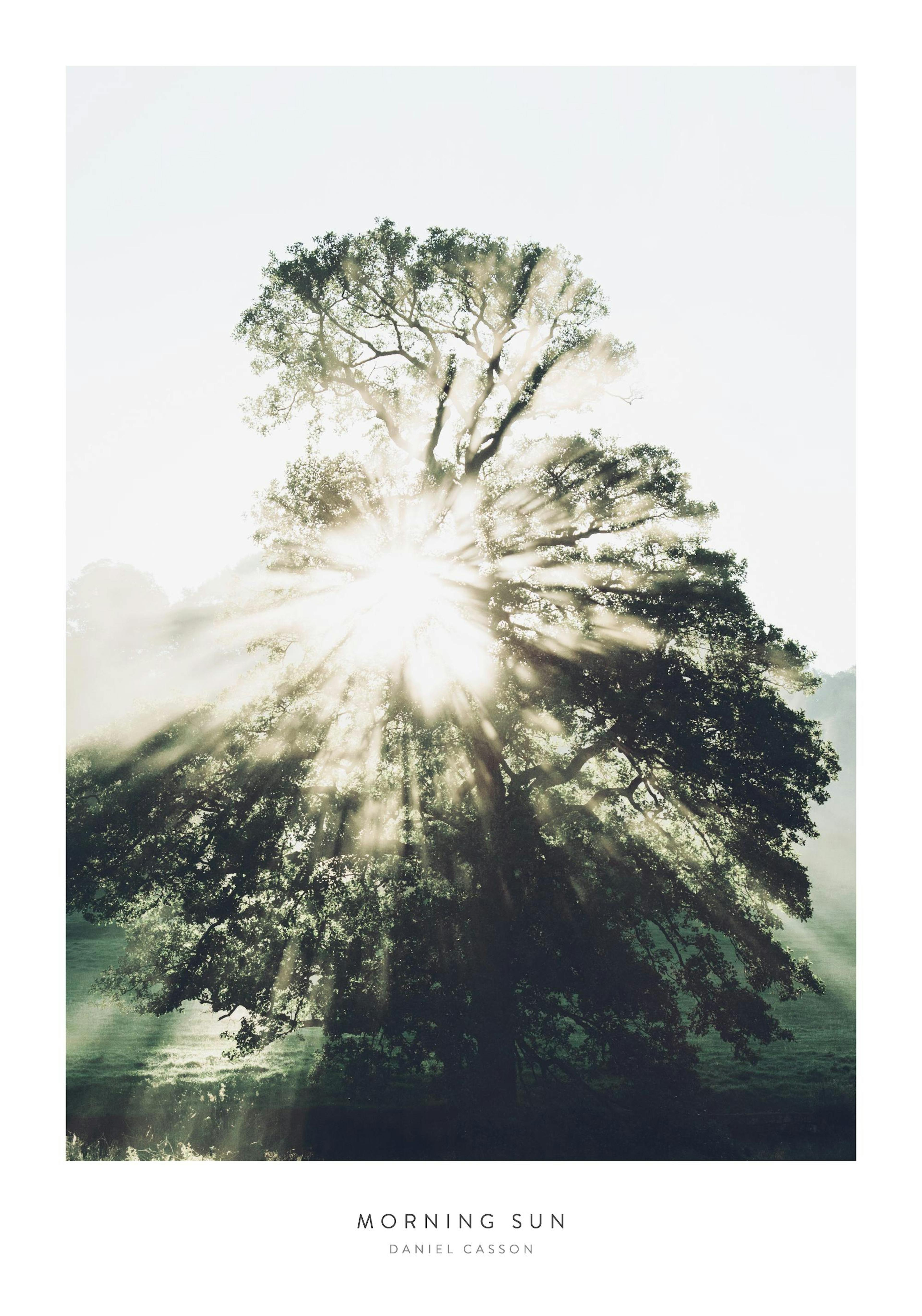 Morning Sun Poster 0