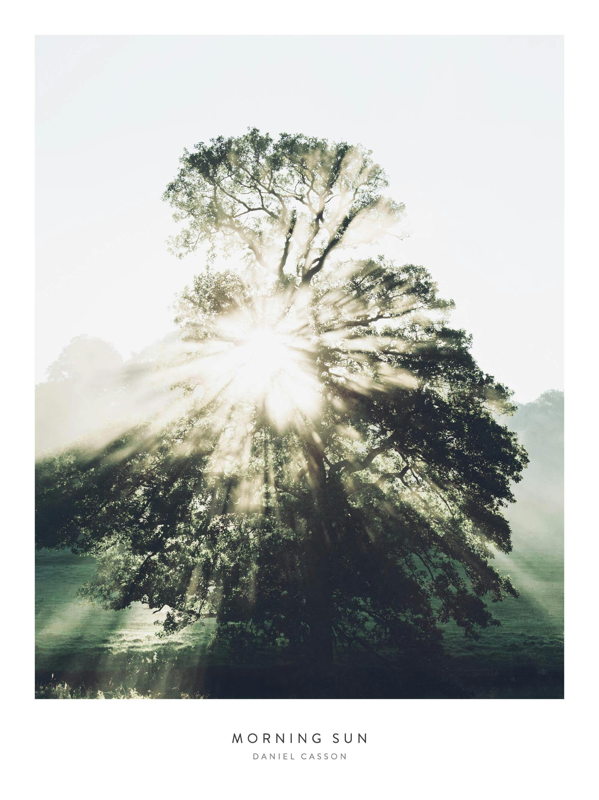 Poster con albero maestoso illuminato dal sole che filtra tra le foglie e la nebbia, creando raggi di luce.