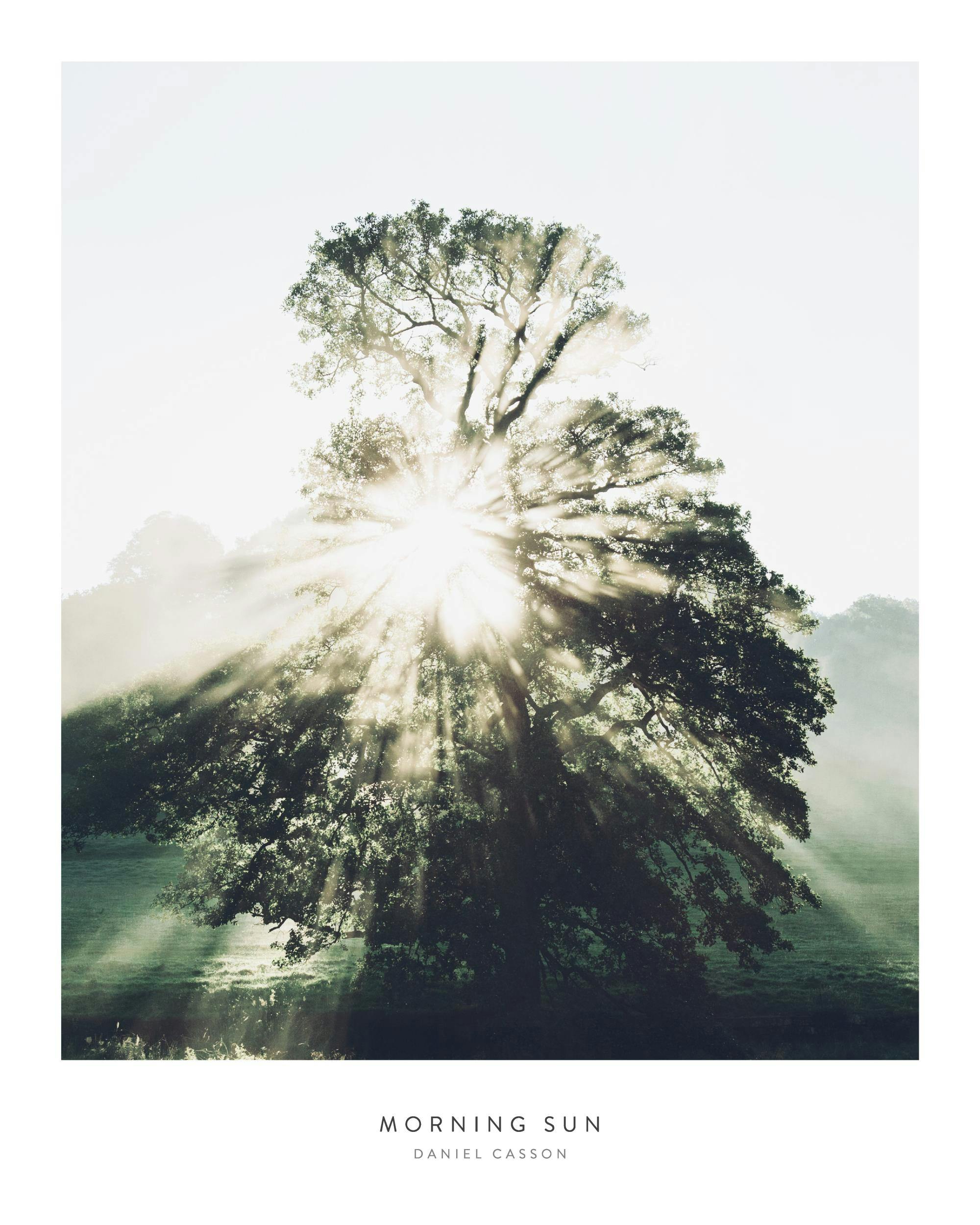 Poster: Ein Baum mit Sonnenstrahlen, die durch seine Blätter scheinen, darüber ein heller Himmel.