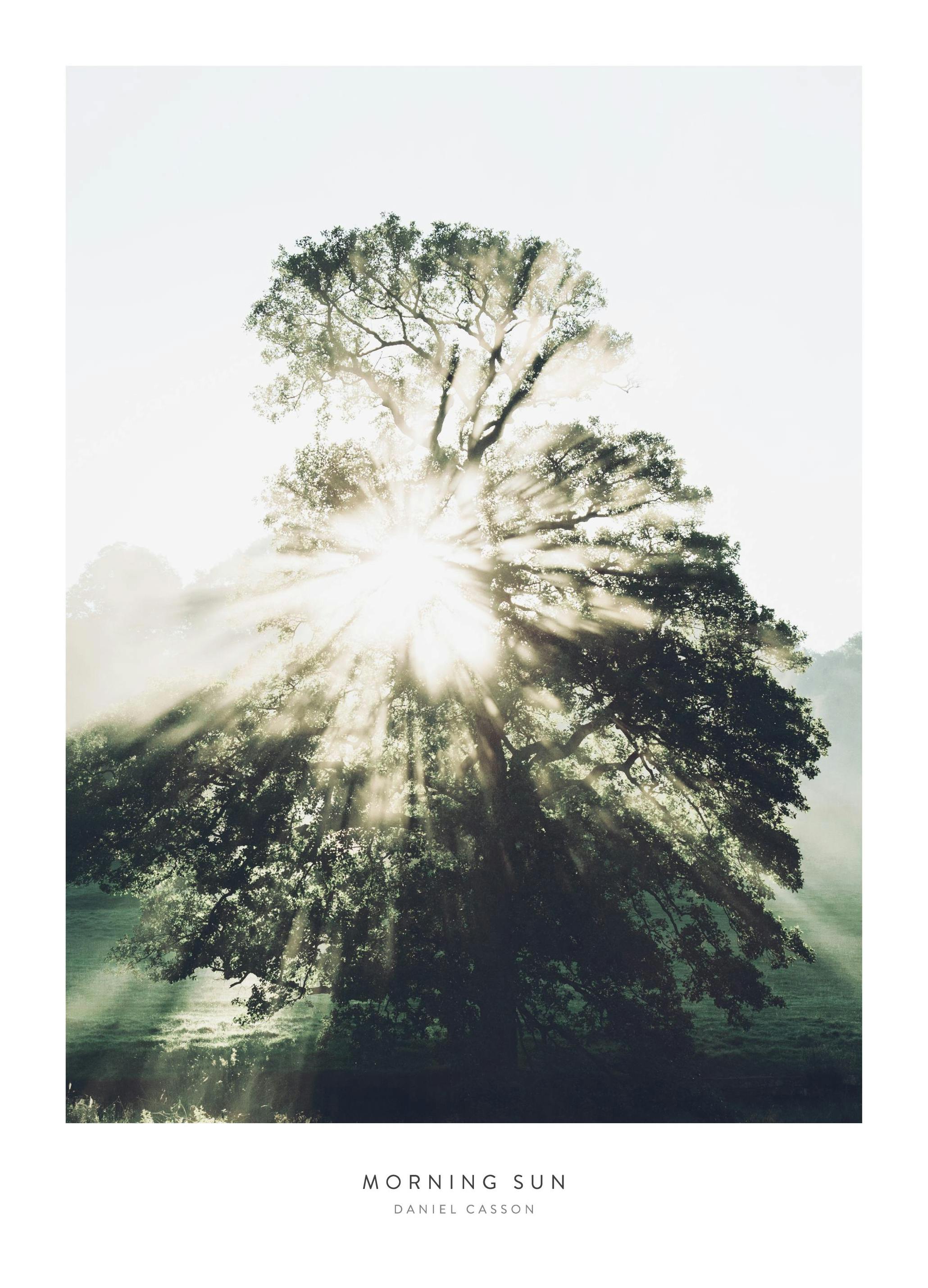 Morning Sun. Affiche (70x100 cm) - Poster Store