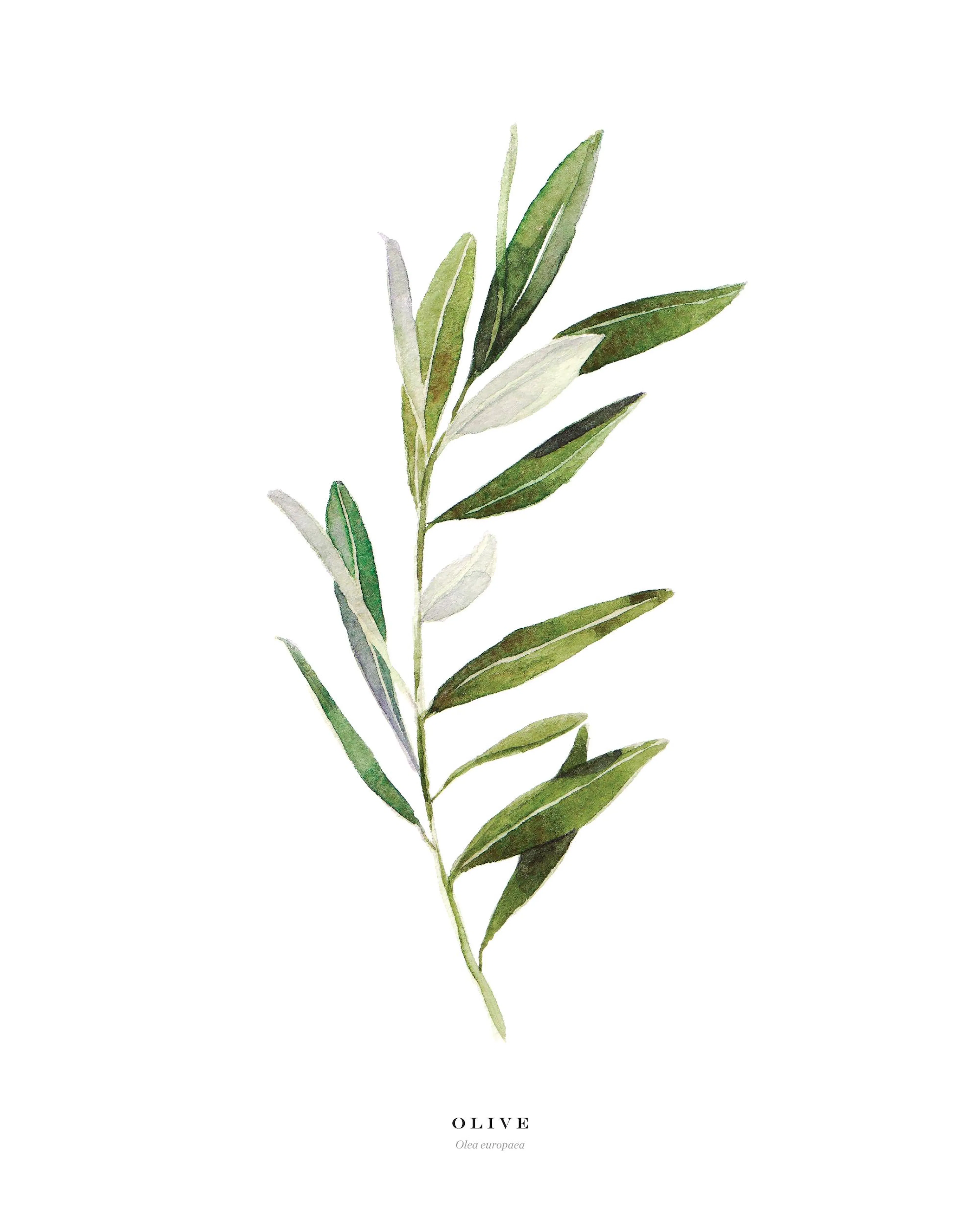 A poster featuring a watercolor illustration of an olive branch with green leaves on a white background.