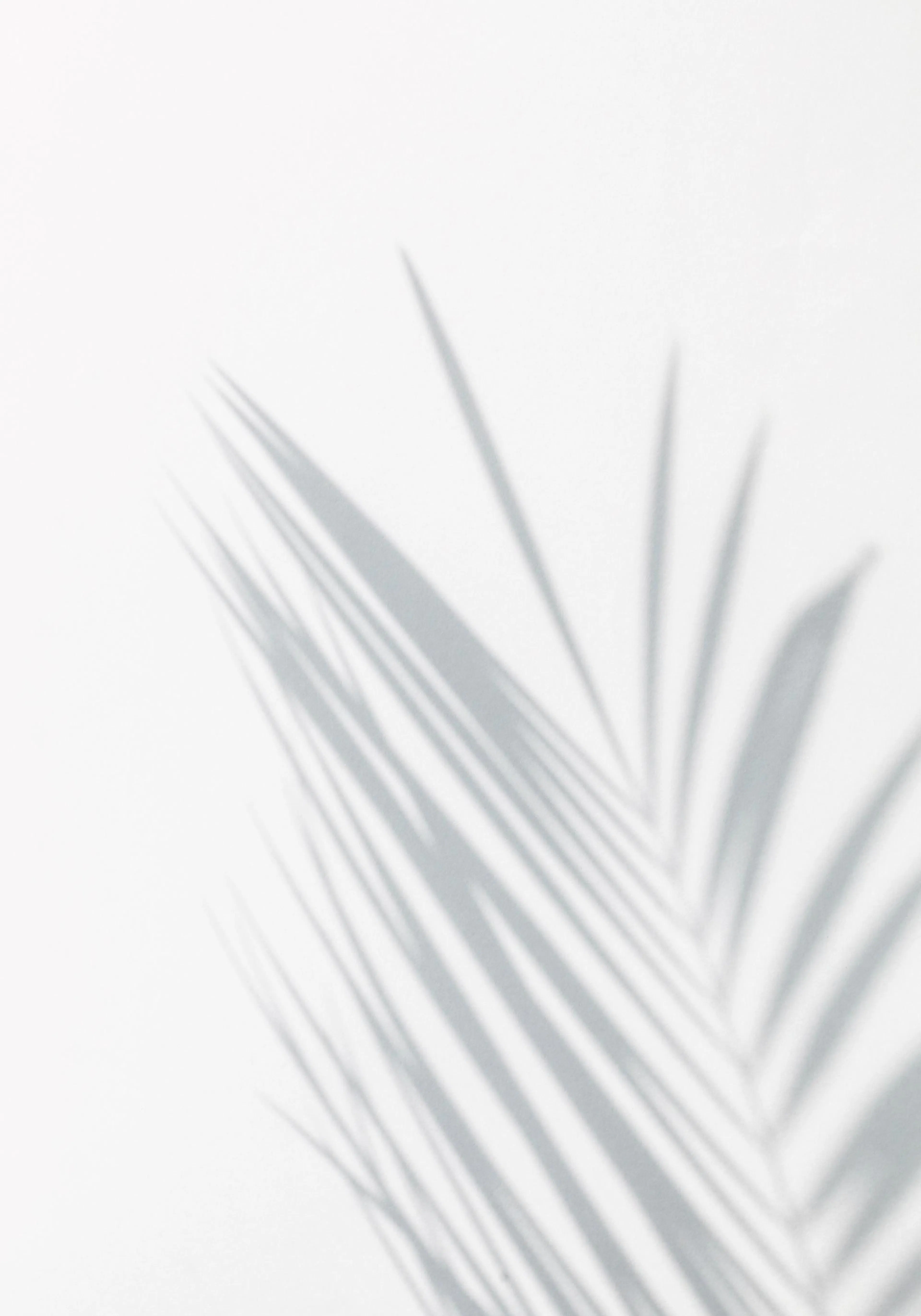 A poster featuring delicate shadows of palm fronds cast across a bright white background, creating a serene botanical effect.