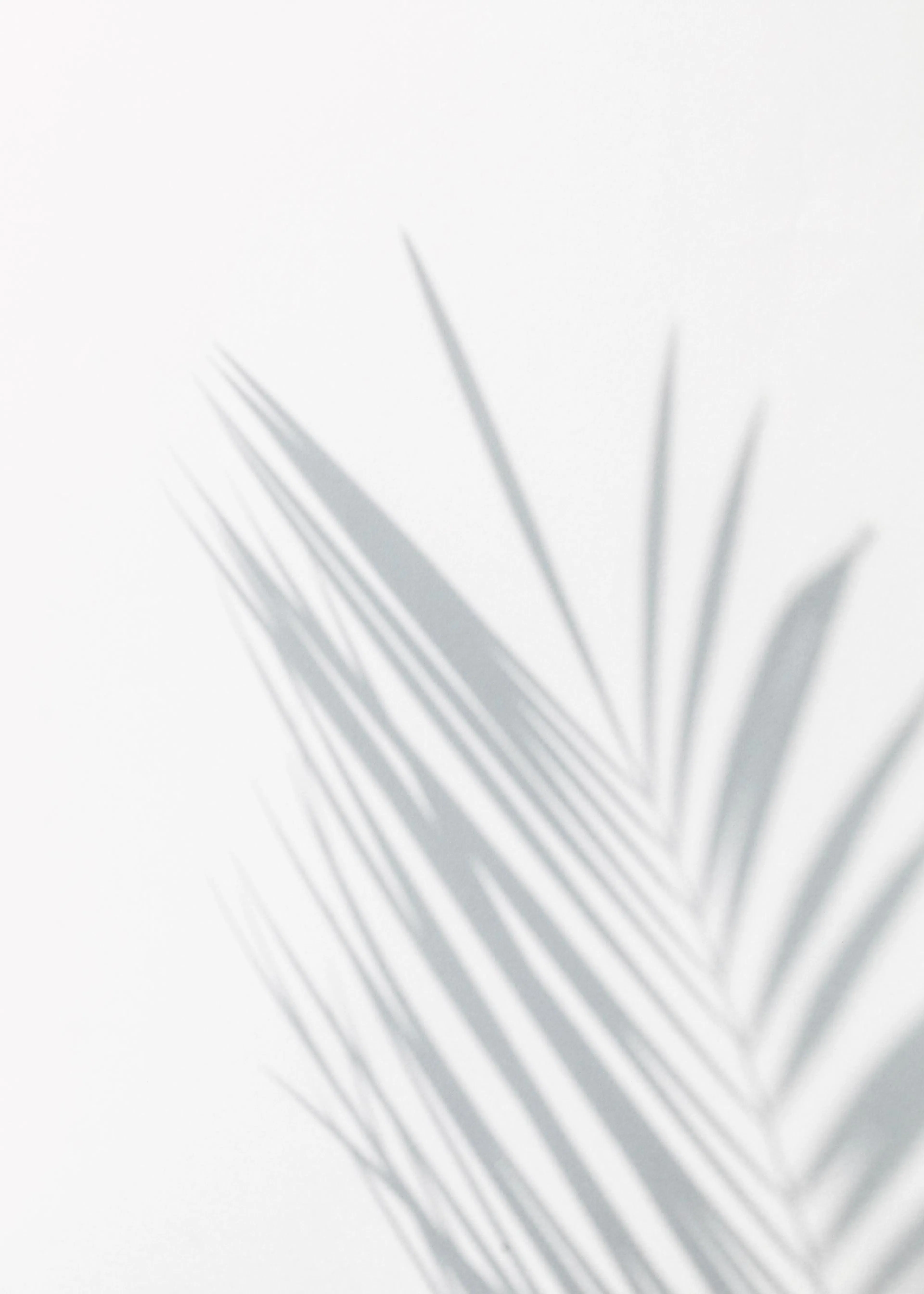 Juliste, jossa näkyy palmunlehden varjo valkoisella taustalla. Varjo on harmaasävyinen ja terävä.