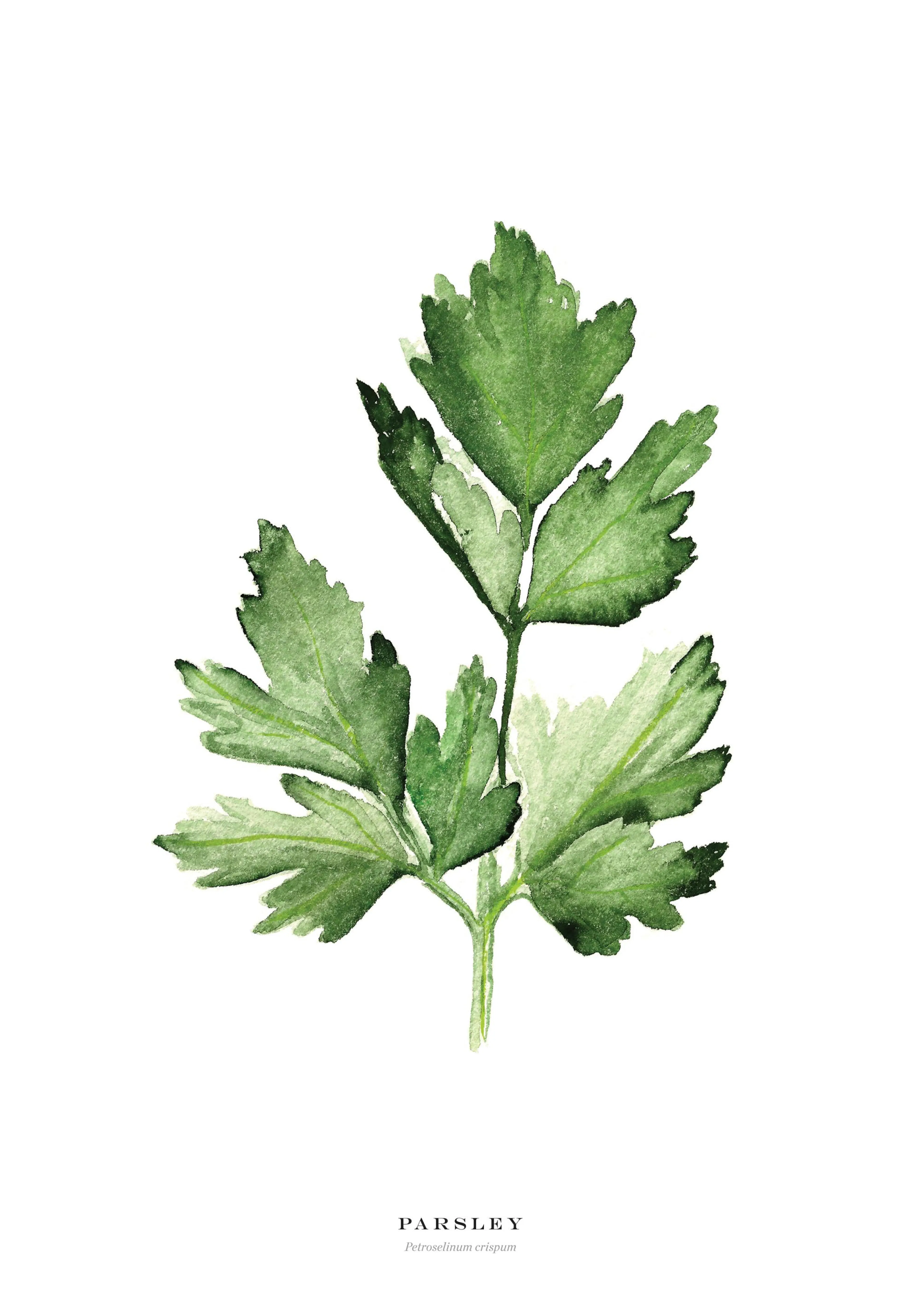 A poster featuring a vibrant green parsley plant illustration, with text PARSLEY Petroselinum crispum below.