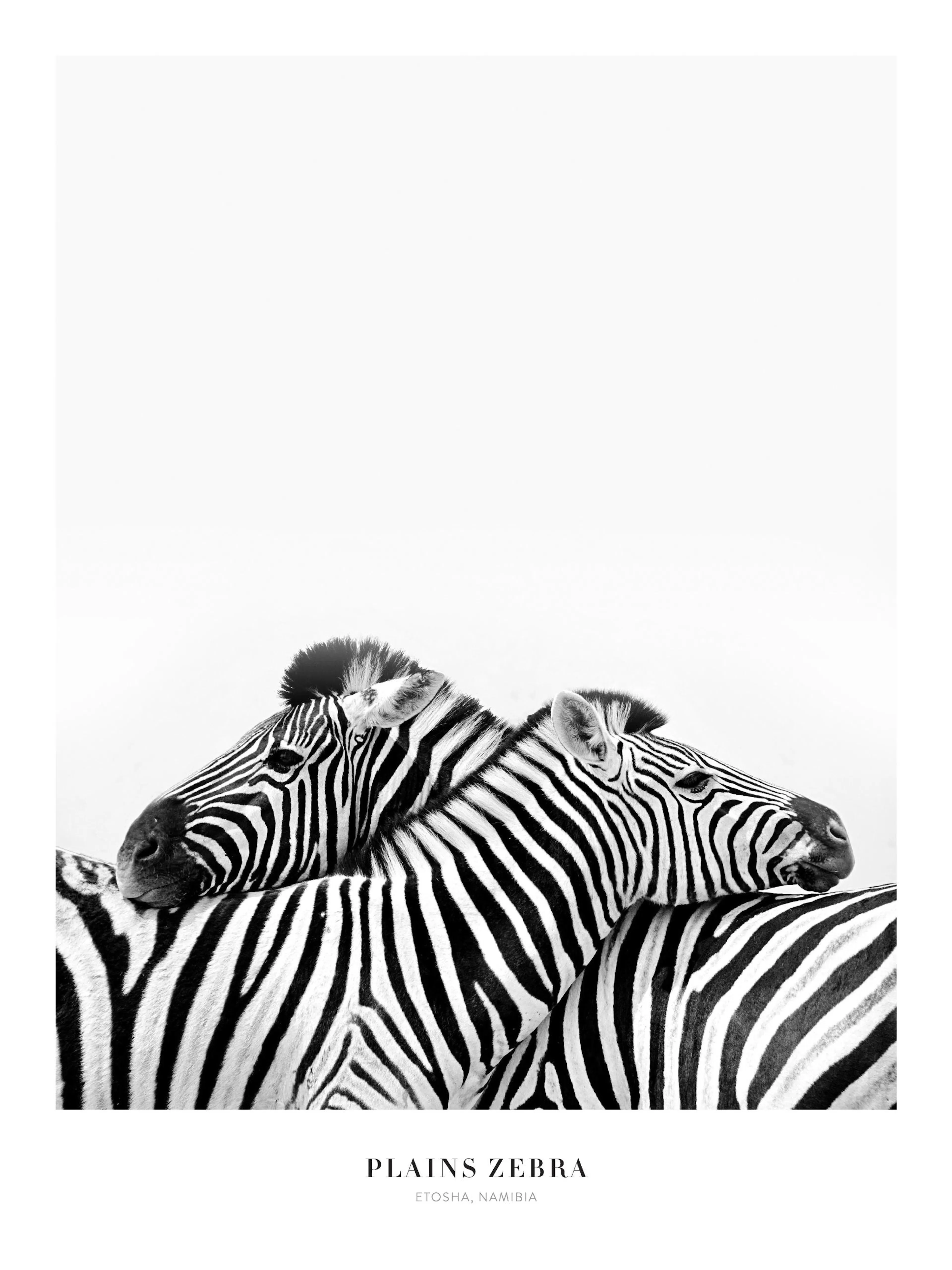 Mustavalkoinen seepra-aiheinen juliste, jossa kaksi seepraa lepää vastakkain valkoista taustaa vasten.