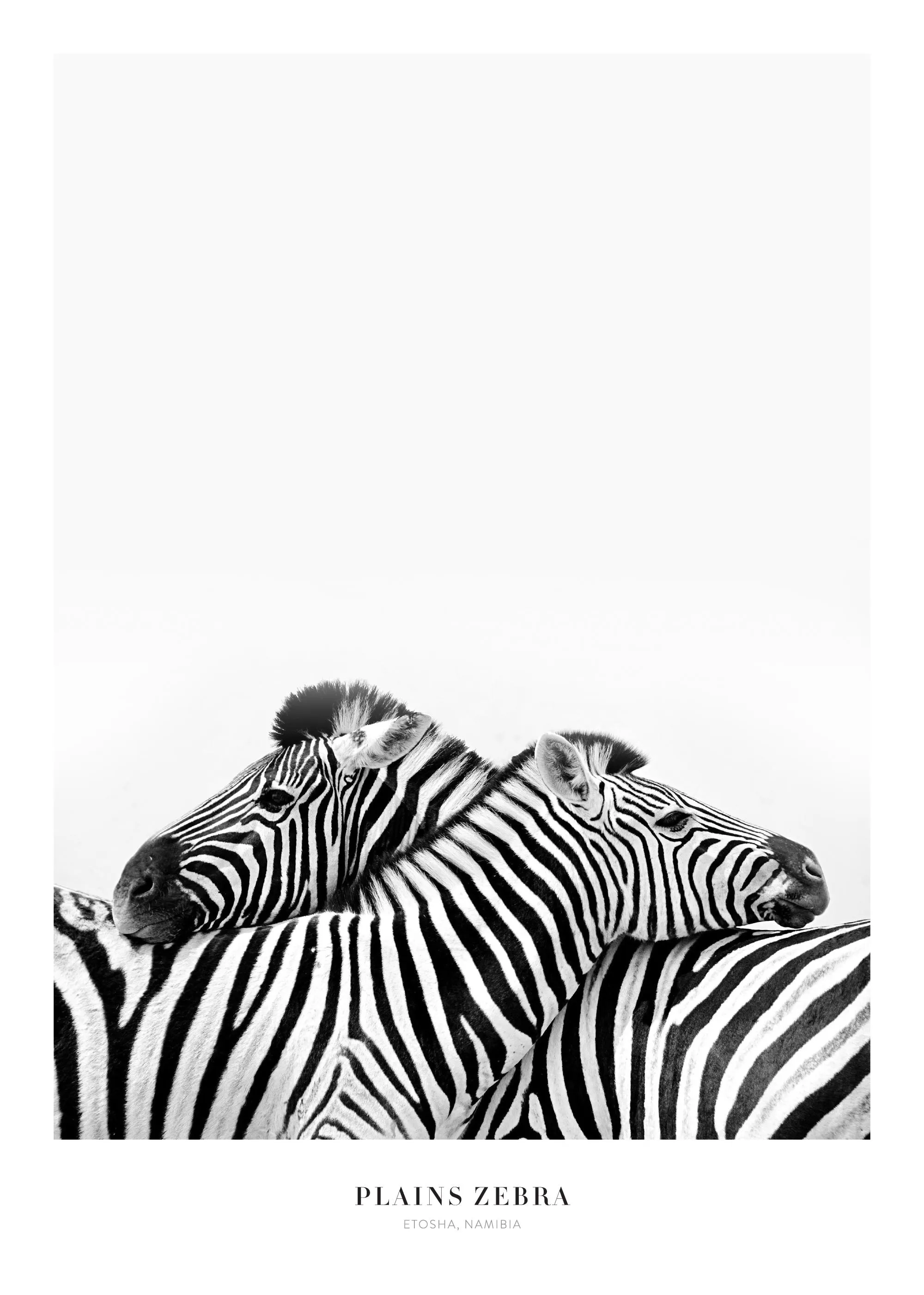 Mustavalkoinen seepra-aiheinen juliste, jossa kaksi seepraa lepää vastakkain valkoista taustaa vasten.