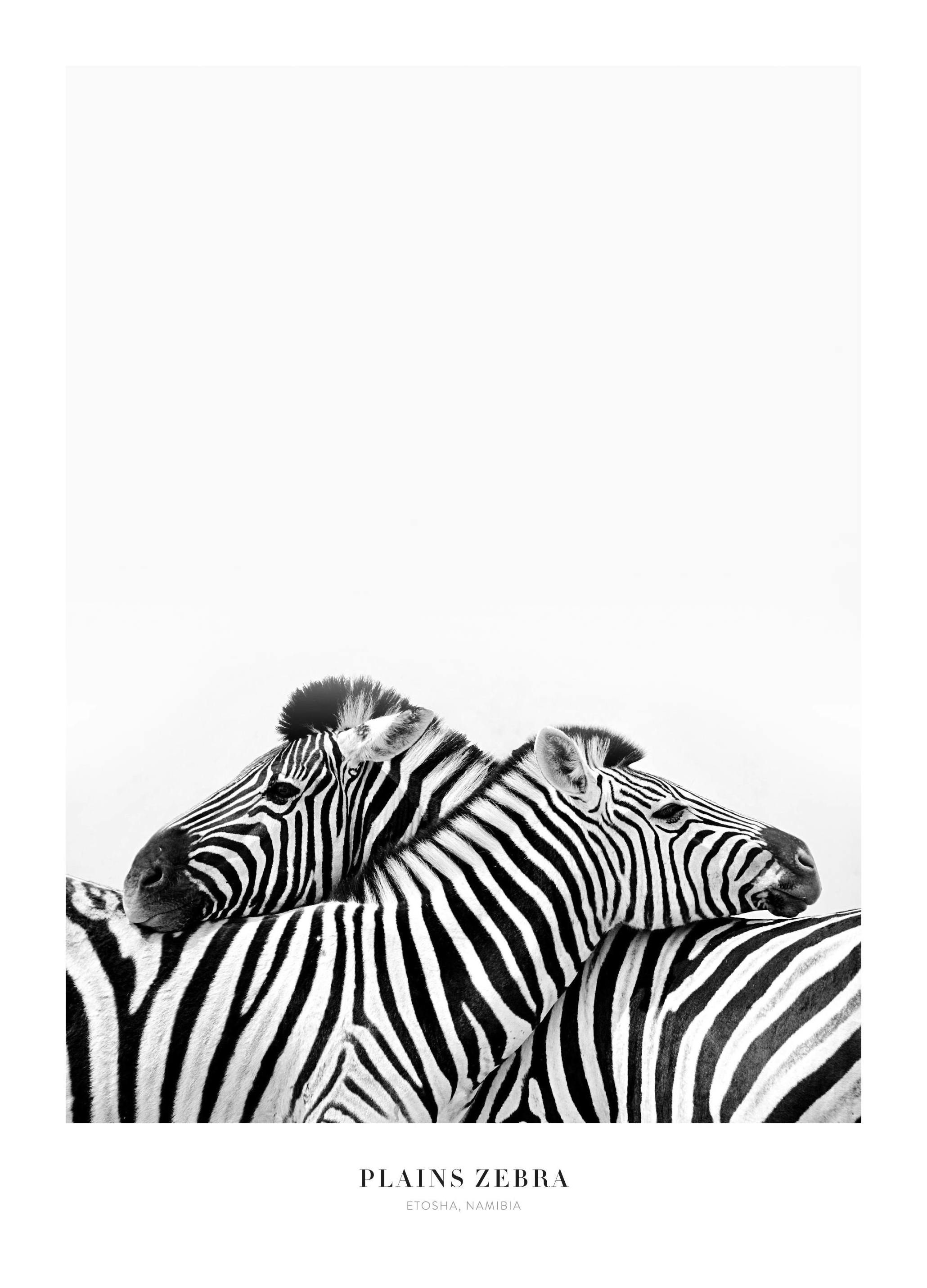 Plains Zebra Poster (50x70 cm) - Poster Store