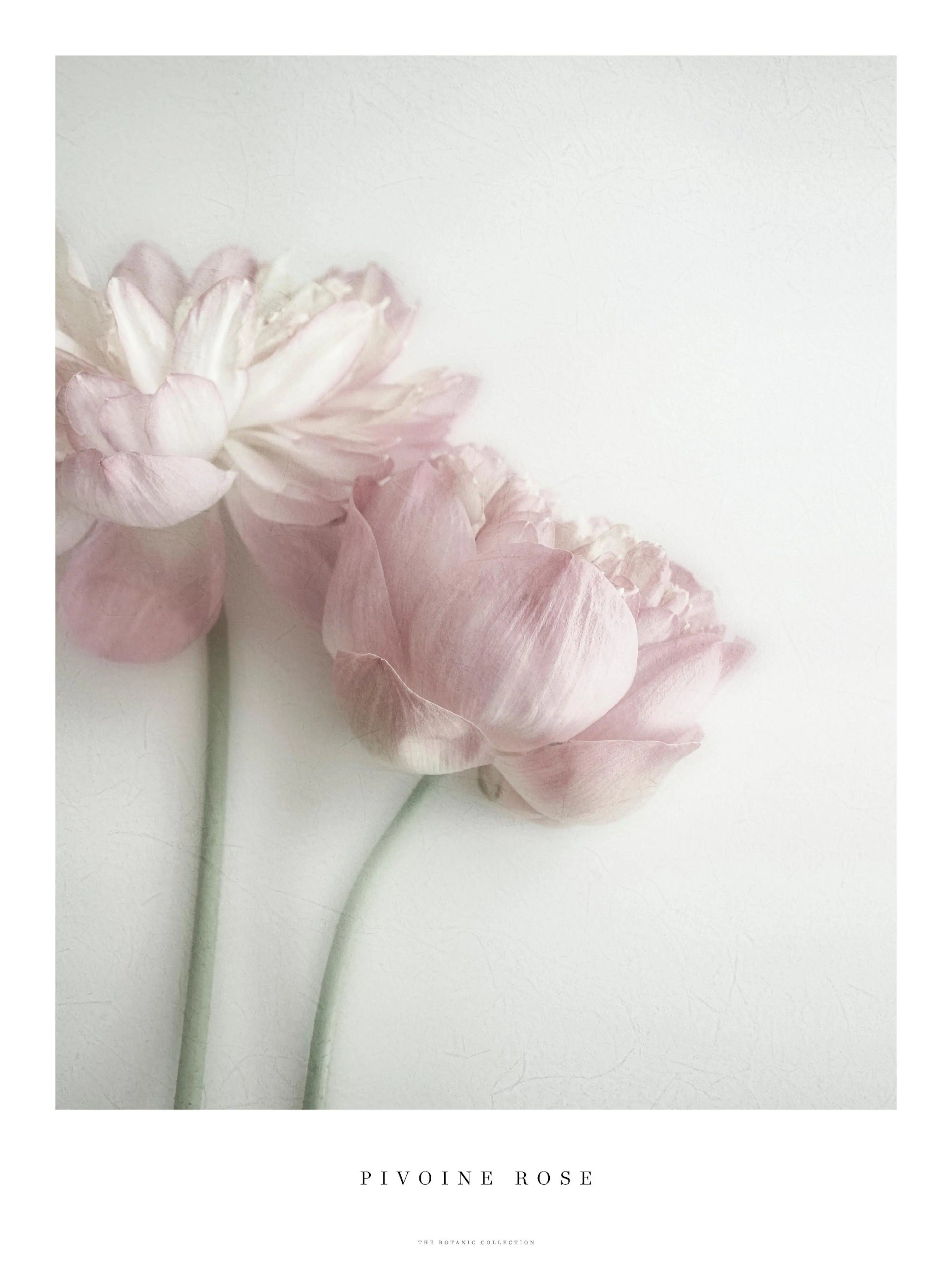 A poster featuring a close-up of two soft pink peonies with green stems on a light, textured background.