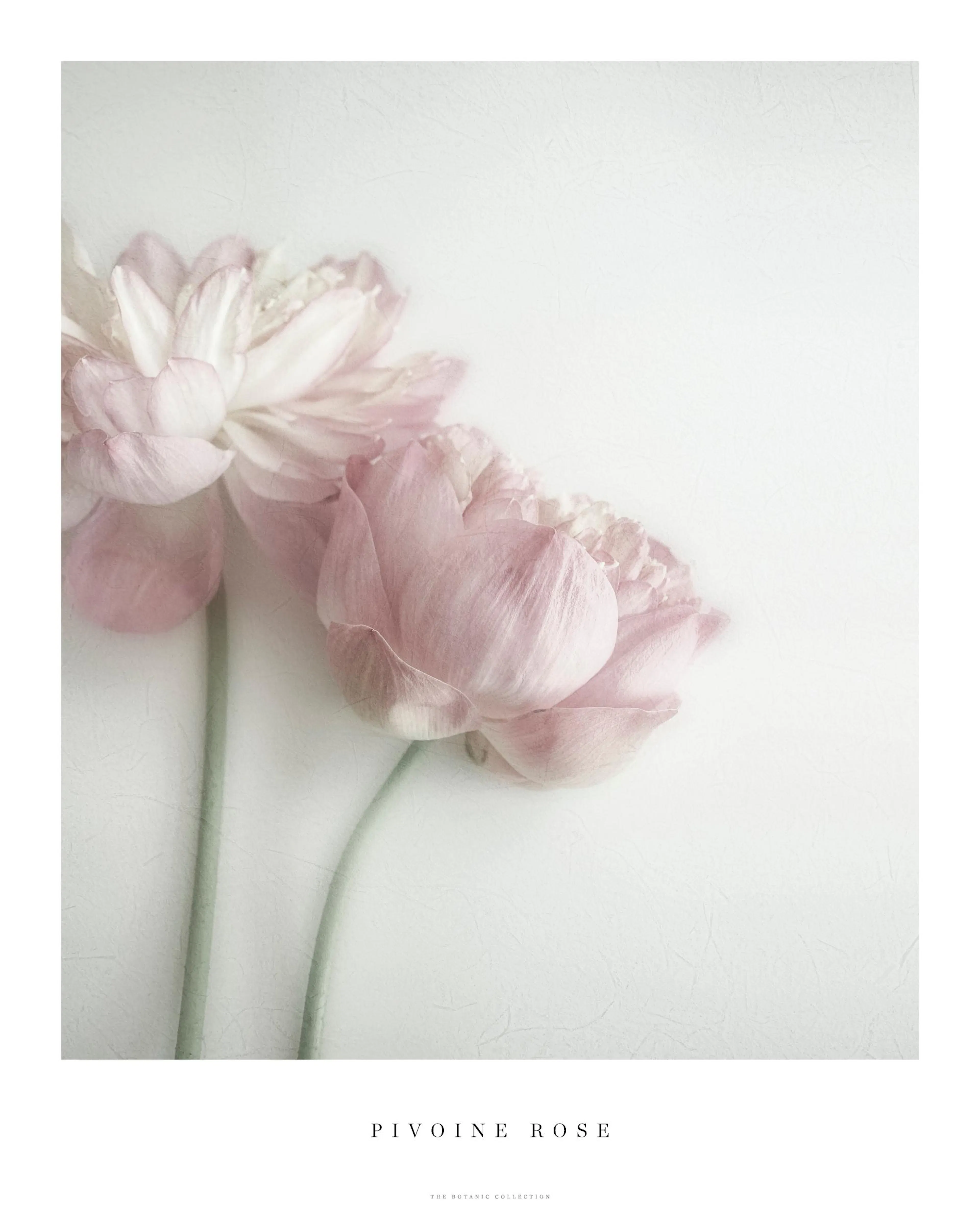 A poster featuring two soft pink peony flowers with delicate petals and subtle green stems on a light, textured background.