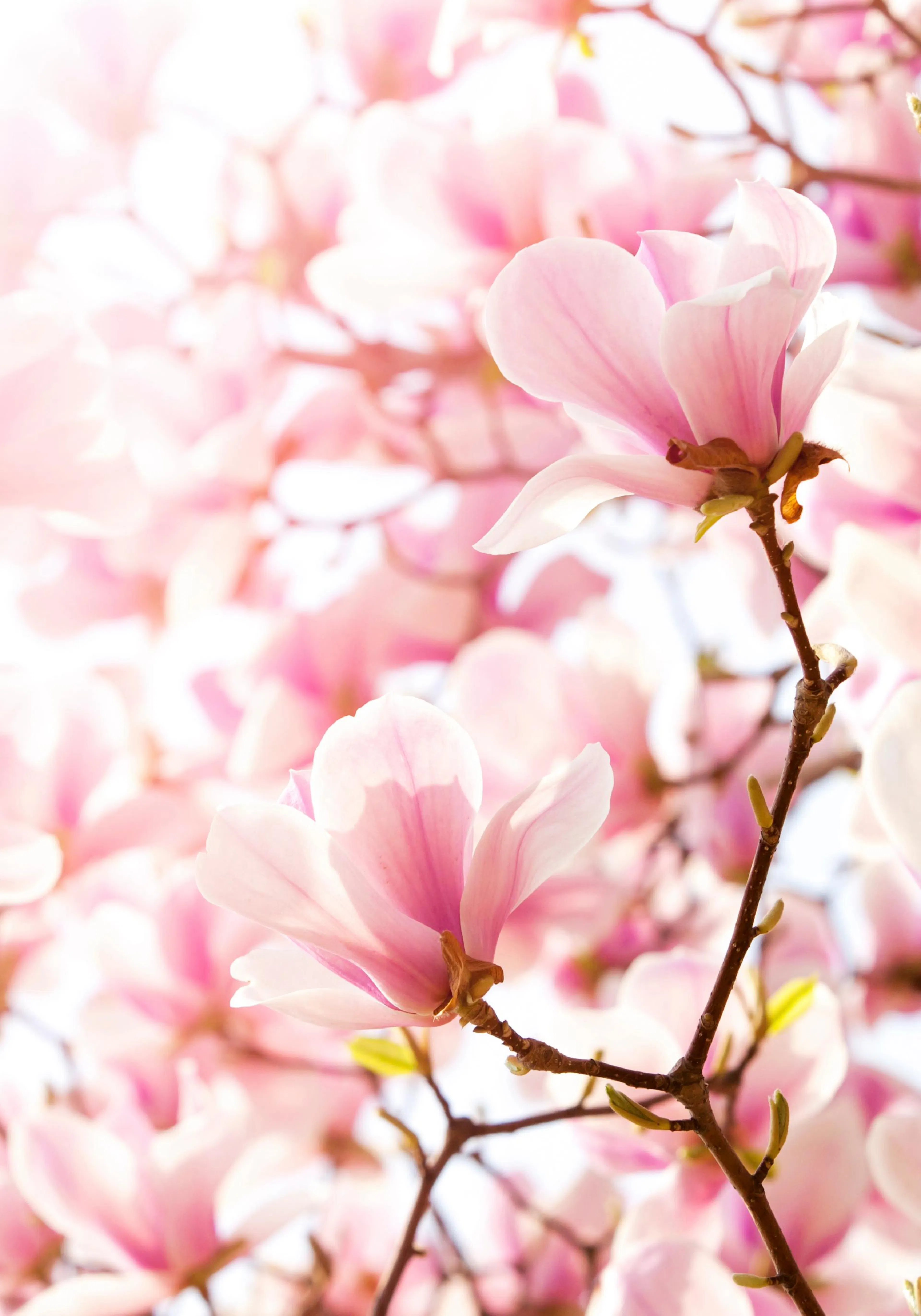 A stunning poster of delicate pink magnolia blooms on branches, bathed in soft sunlight against a light background.