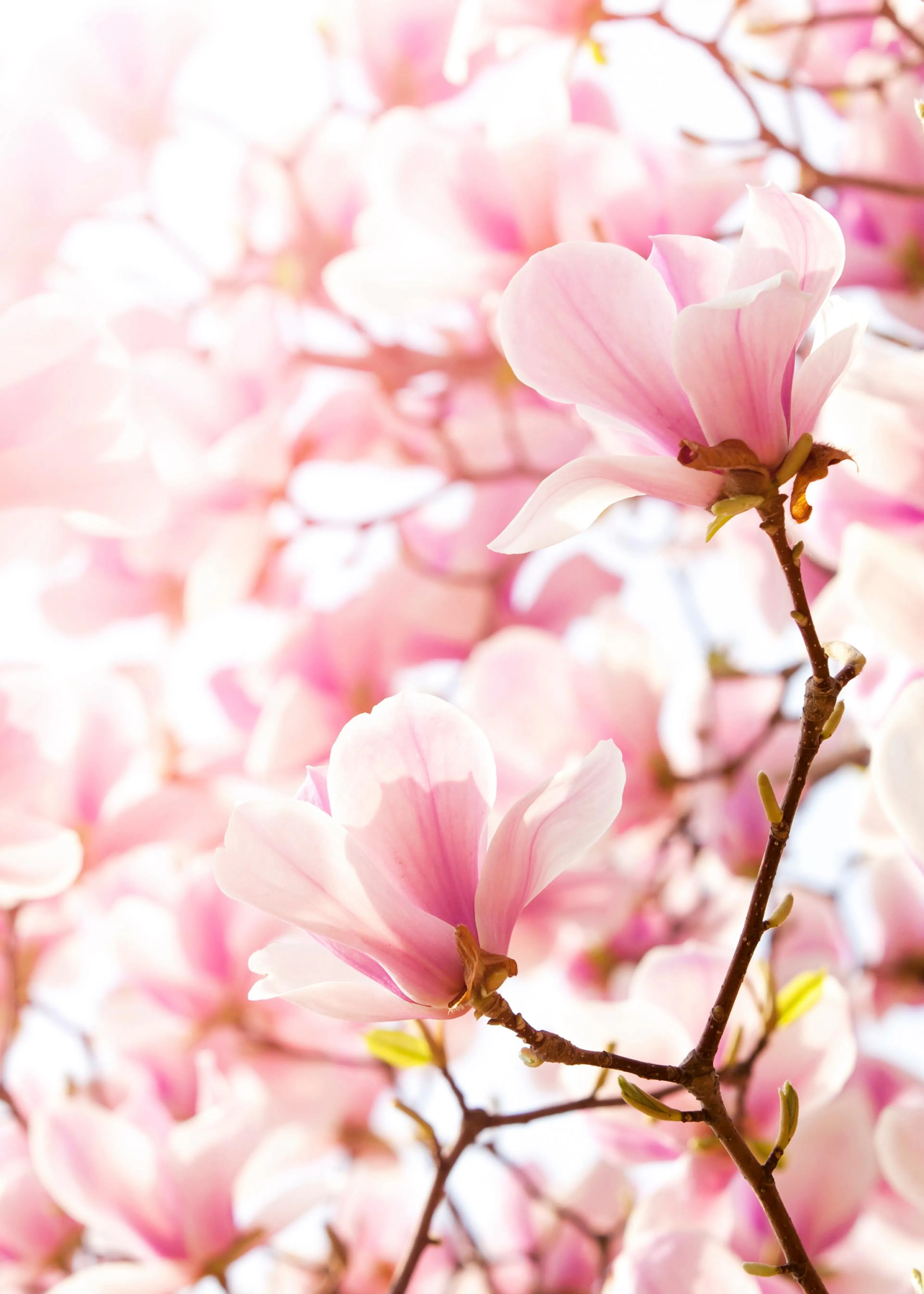 A stunning poster of delicate pink magnolia blooms on branches, bathed in soft sunlight against a light background.