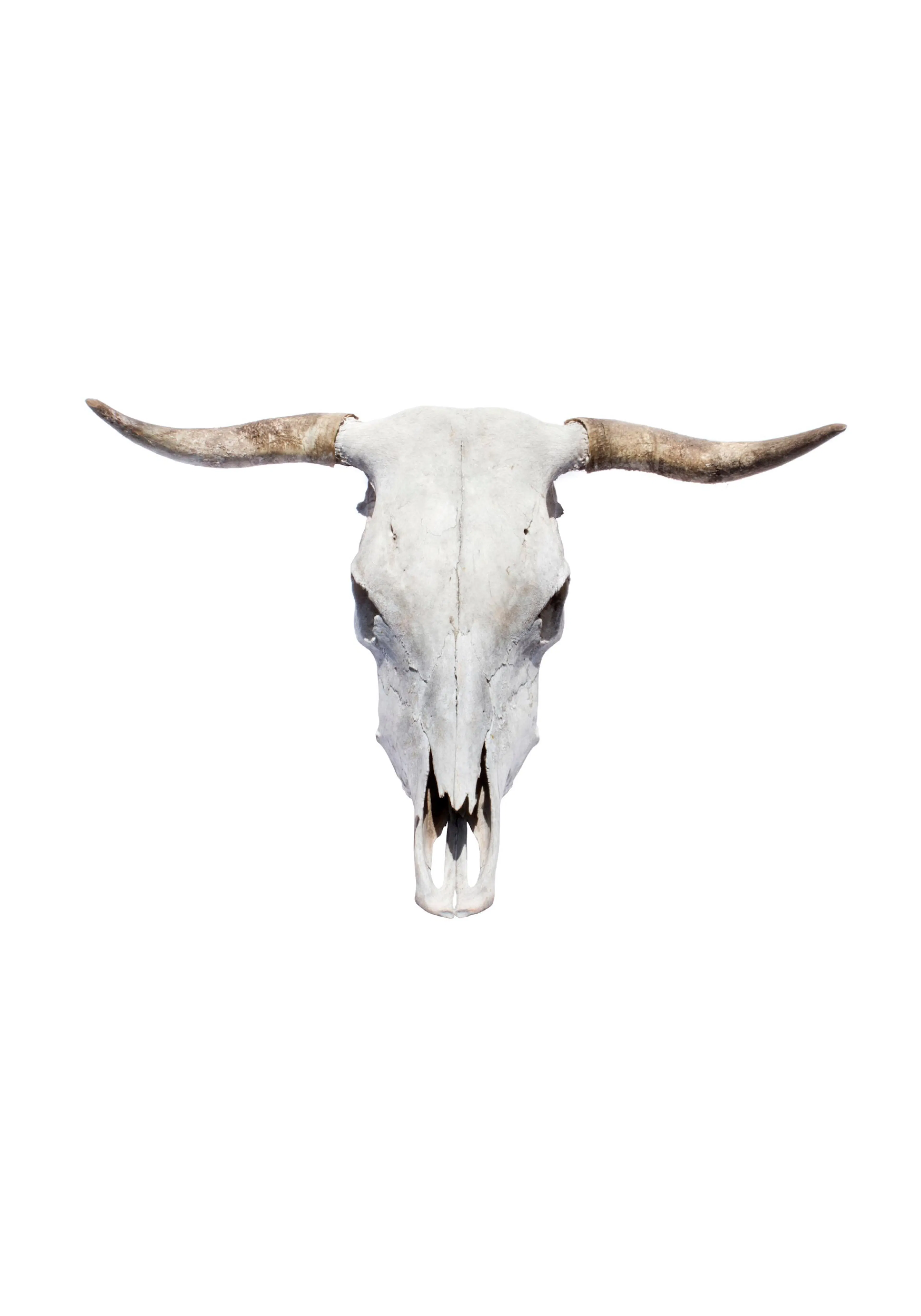 A poster featuring a weathered, light-coloured bull skull with prominent horns, set against a white background.