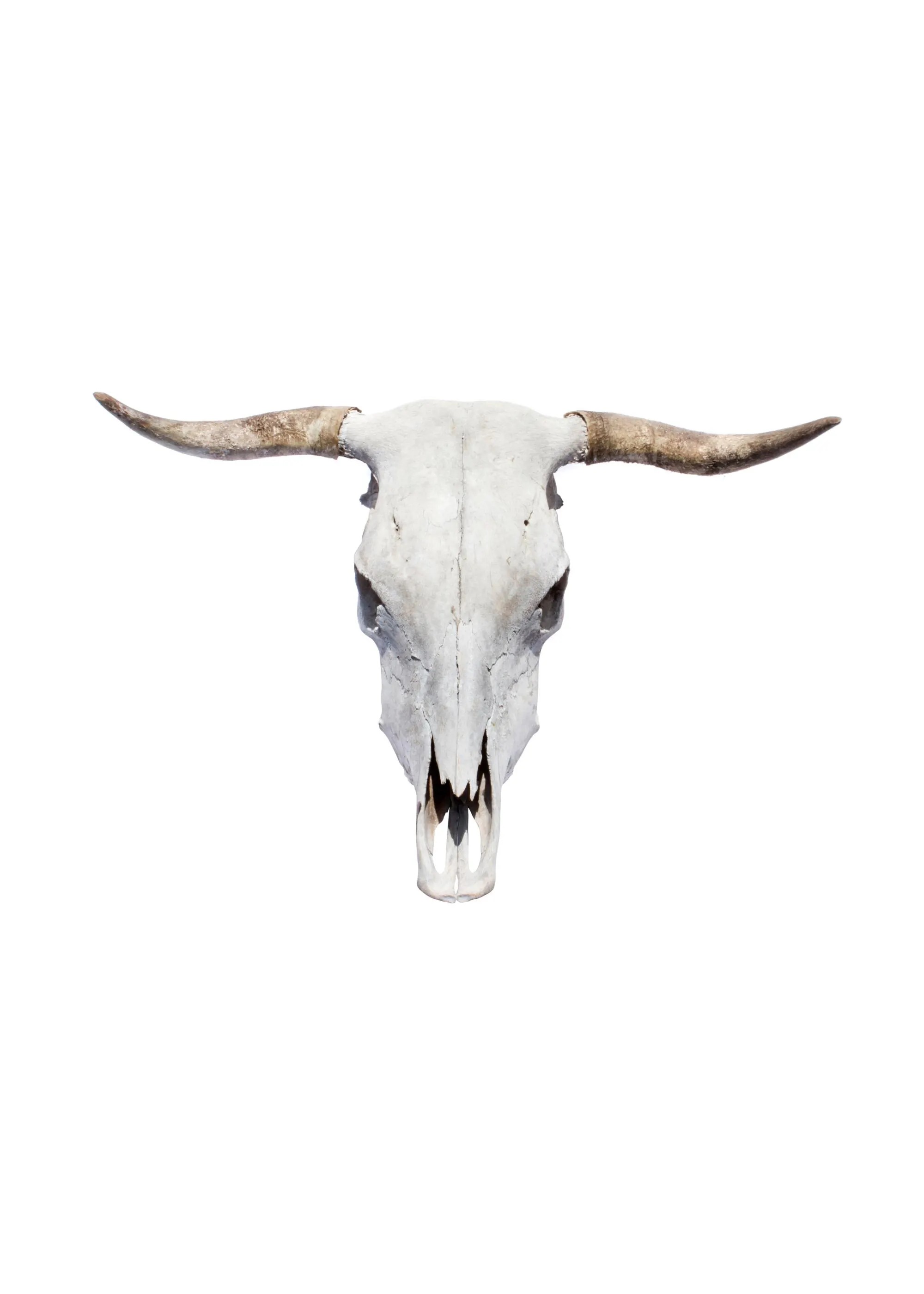A poster featuring a weathered, light-coloured bovine skull with prominent horns, centred against a white background.