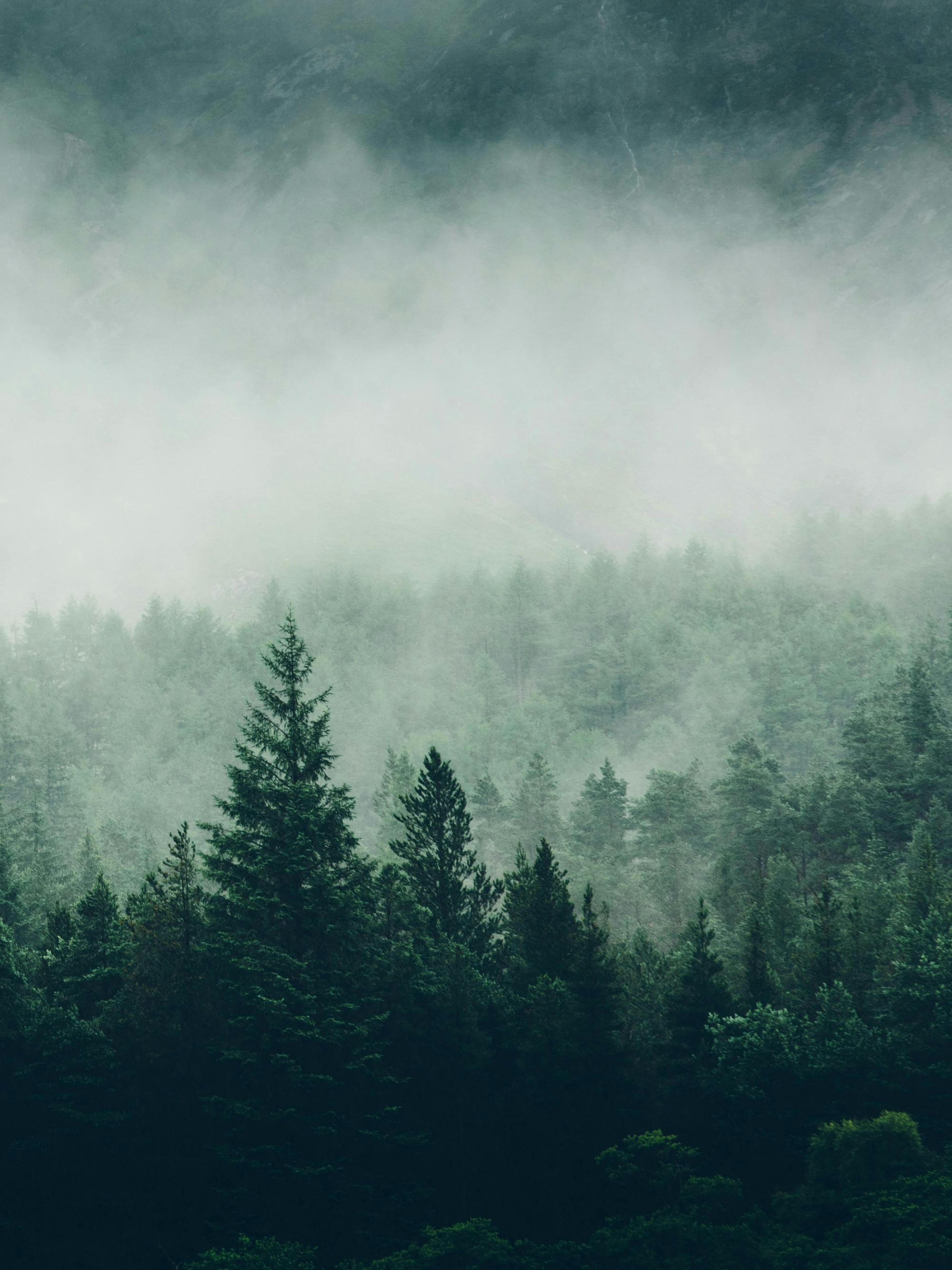 A poster featuring a dense forest of dark green pine trees partially obscured by heavy mist or fog.