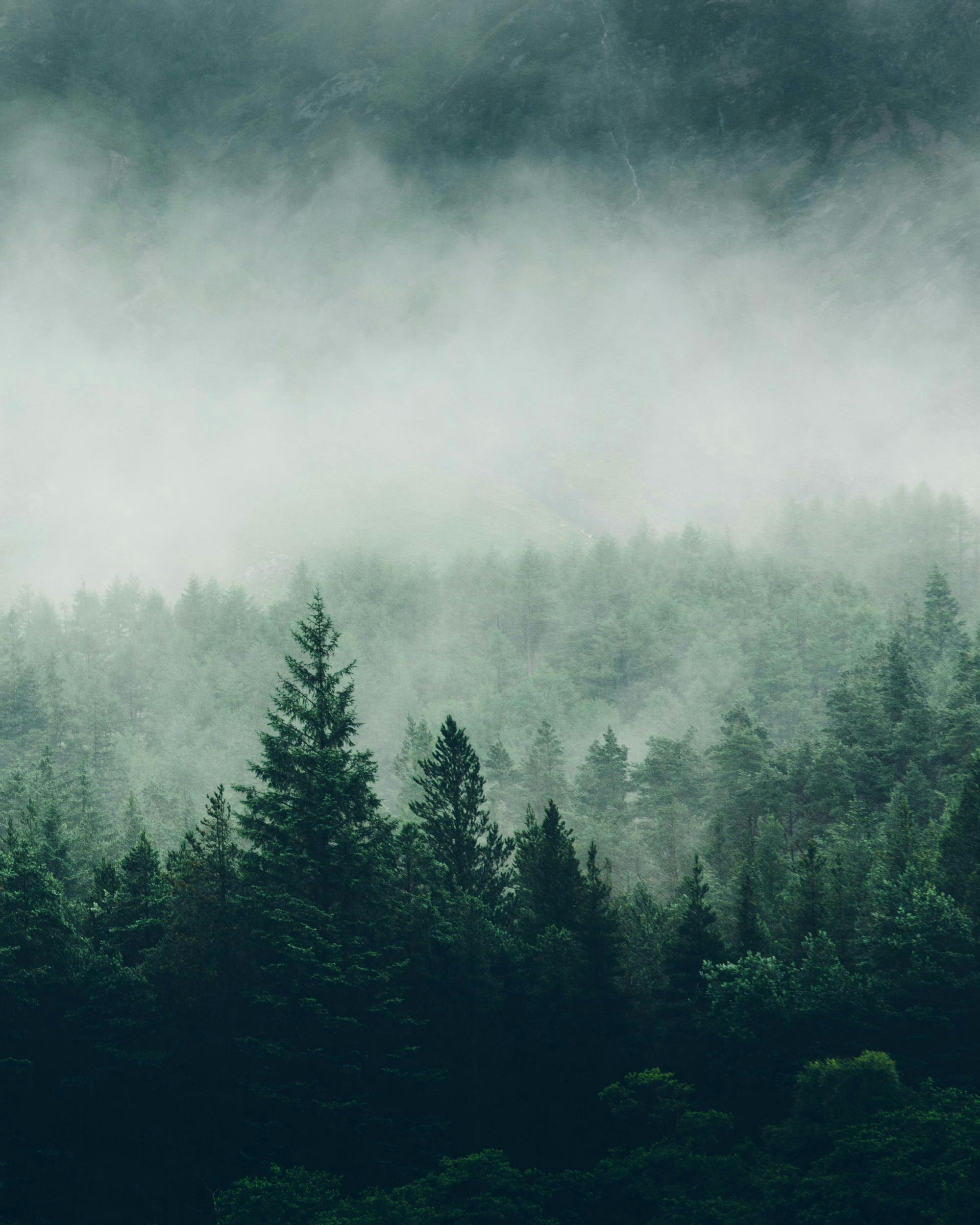 Ein Poster einer mystischen Waldlandschaft mit dunklen Nadelbäumen im Nebel, perfekt für Naturliebhaber.