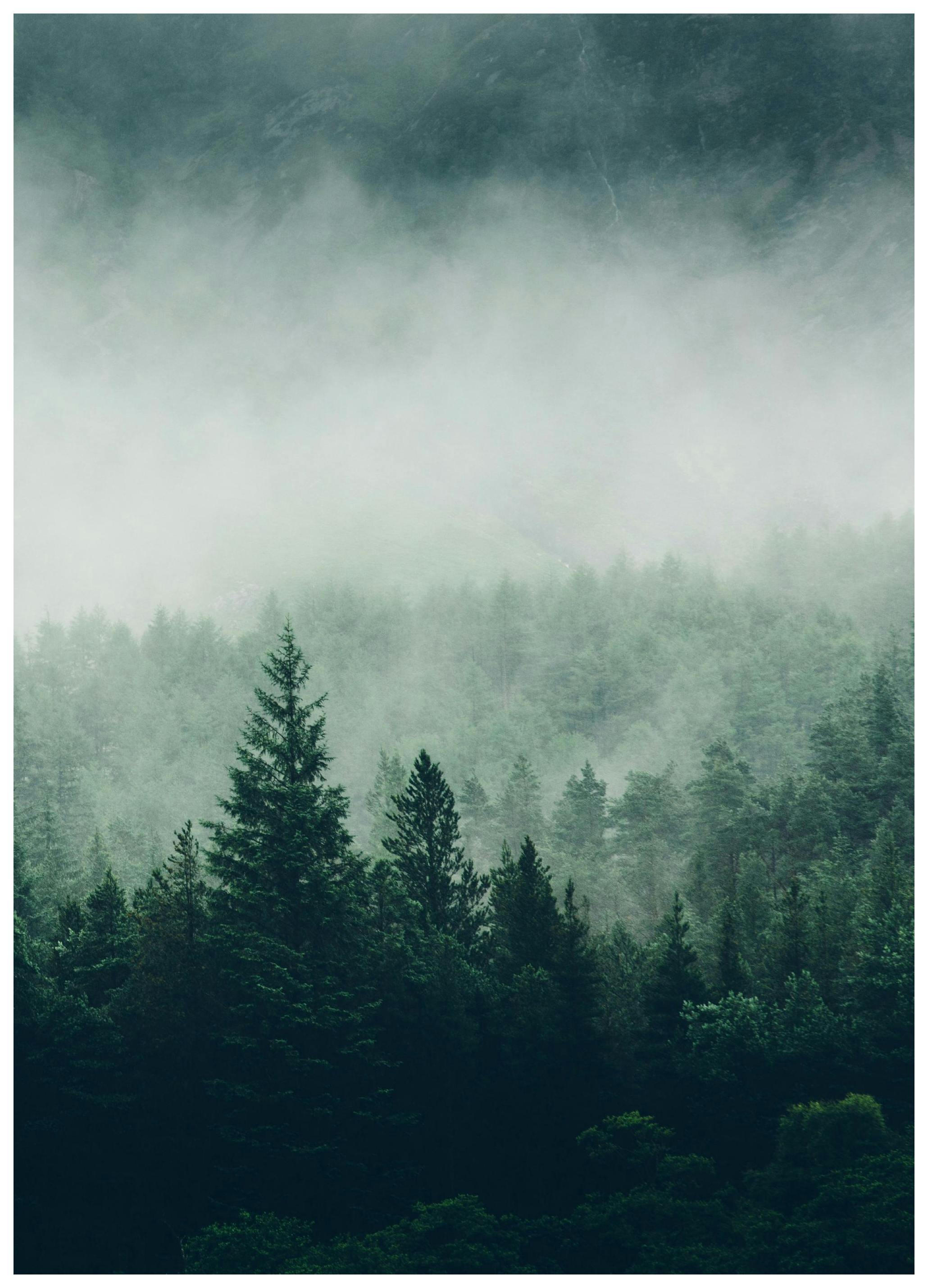 Köd a fák tetején poszter (21x30 cm) - Poster Store
