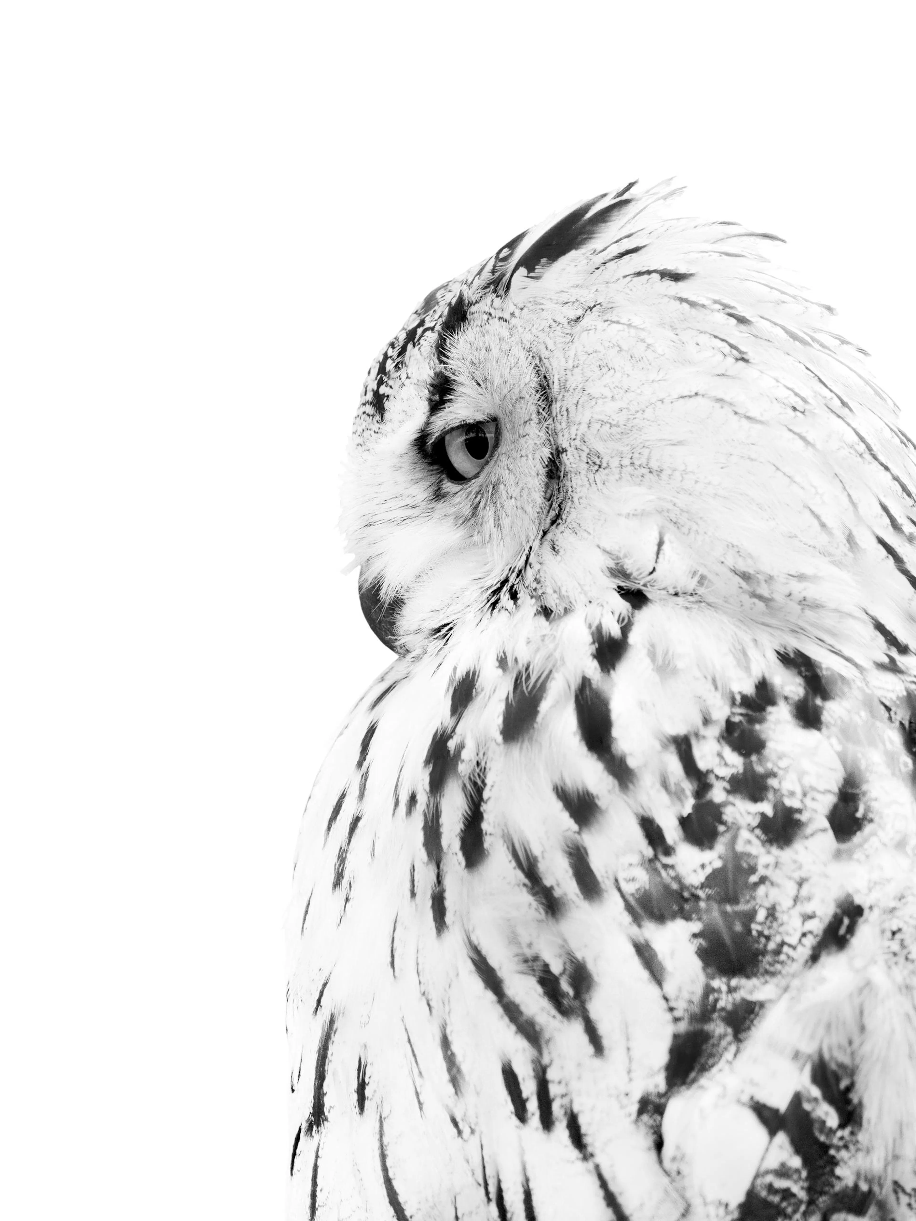 Póster de un búho blanco y negro, con plumas claras y oscuras, mirando de lado sobre un fondo claro.