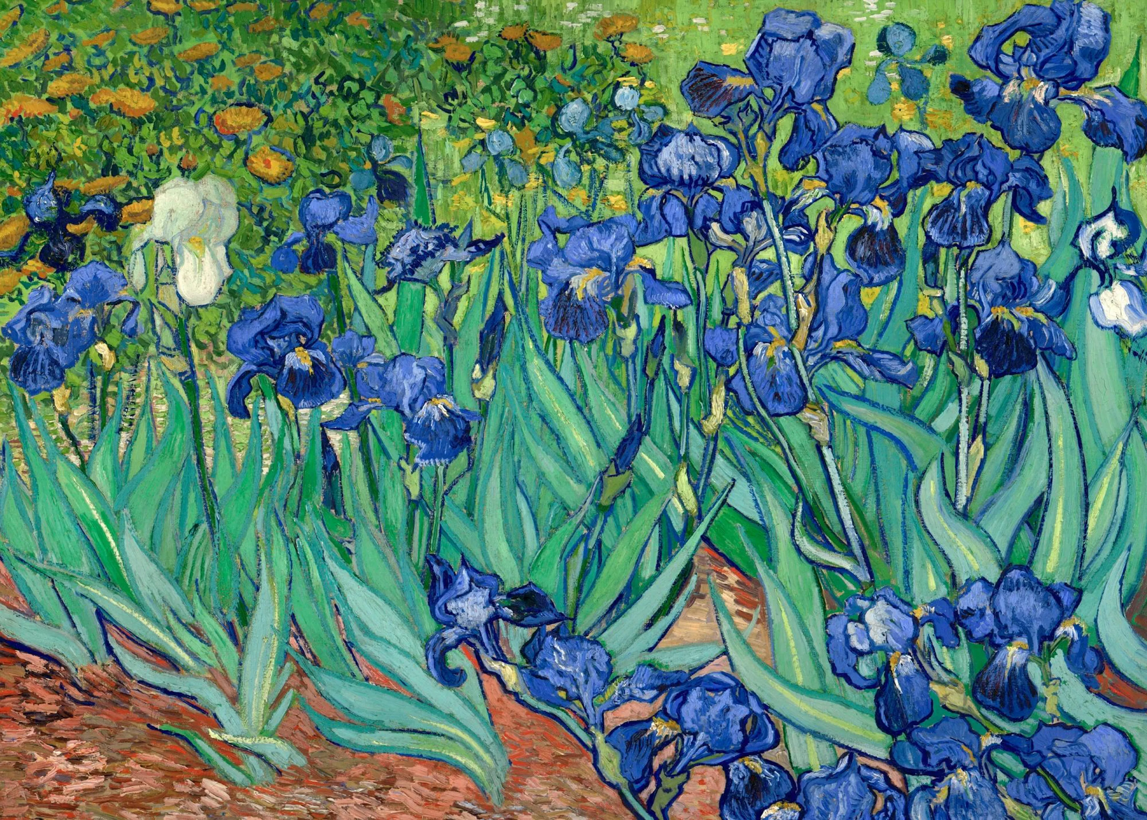 Plakát s malbou modrých kosatců s jedním bílým květem a zelenými listy na pozadí zahrady.