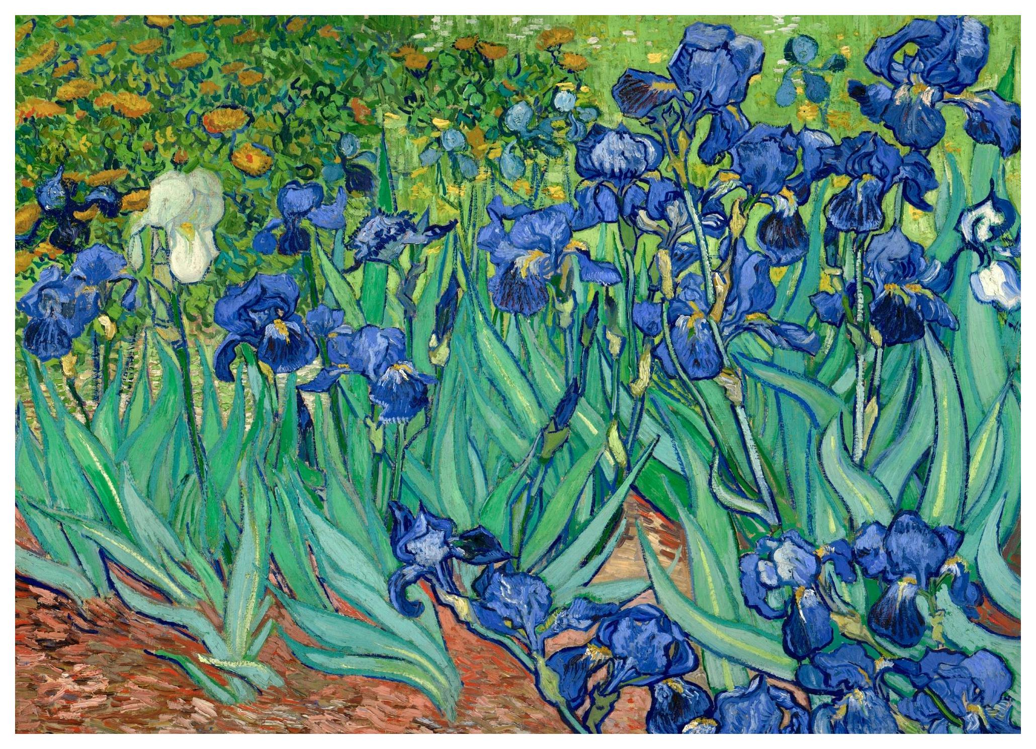 Vincent van Gogh Irises Poster (21x30 cm) - Poster Store