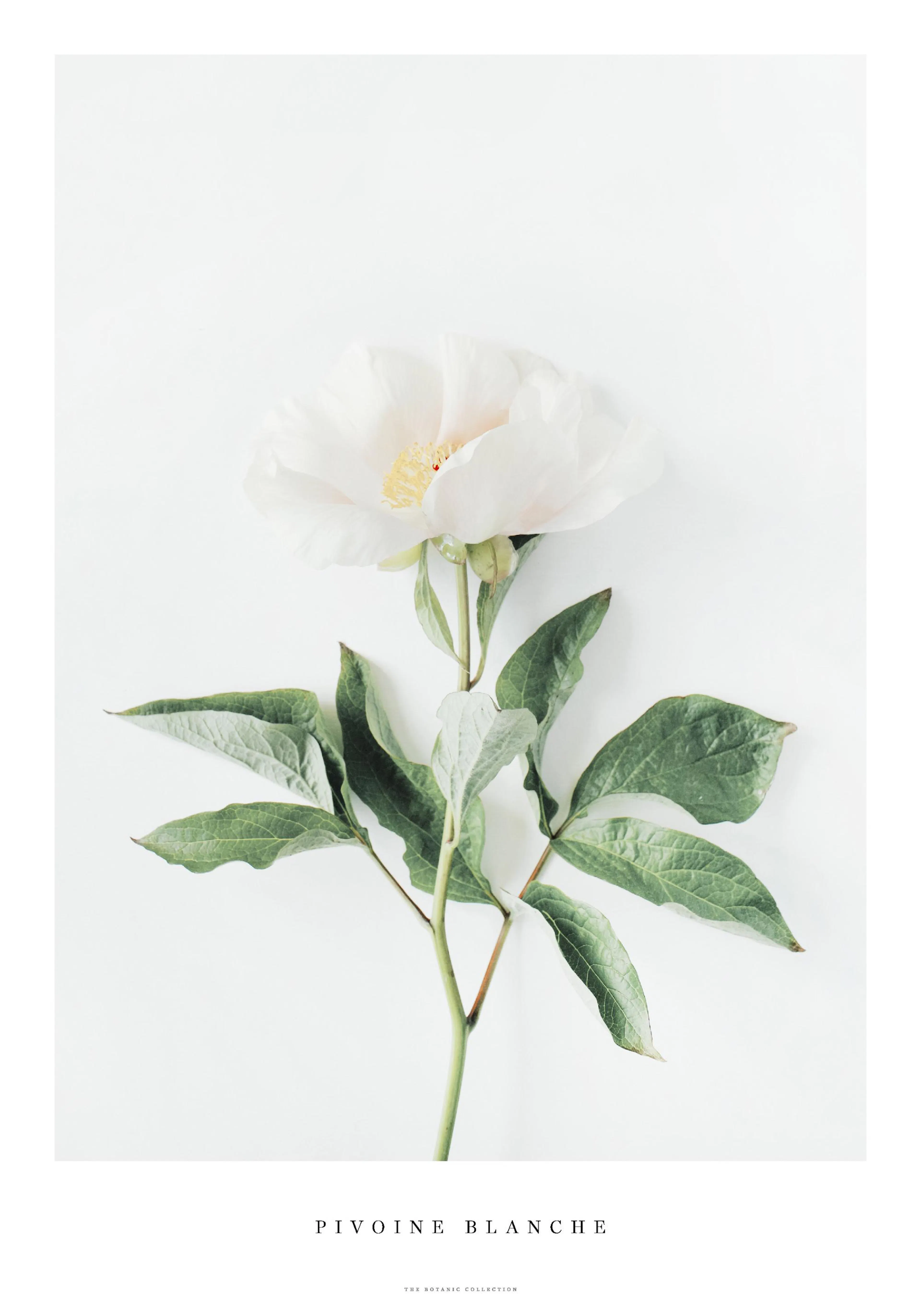 Poster con peonia bianca dai petali delicati e foglie verdi su sfondo chiaro, ideale per un tocco botanico.