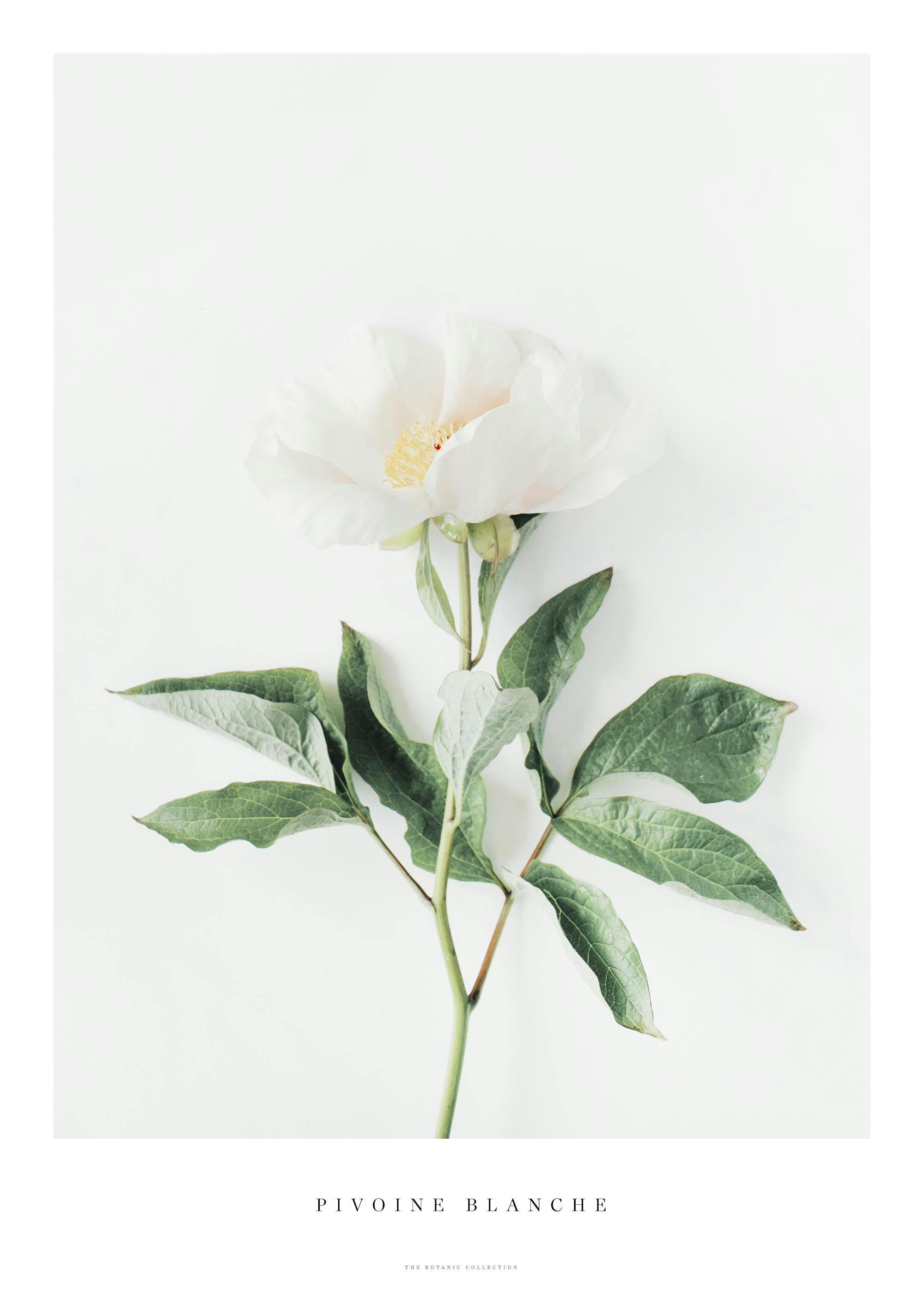 A poster featuring a delicate white peony flower with a yellow centre and green leaves against a light background.