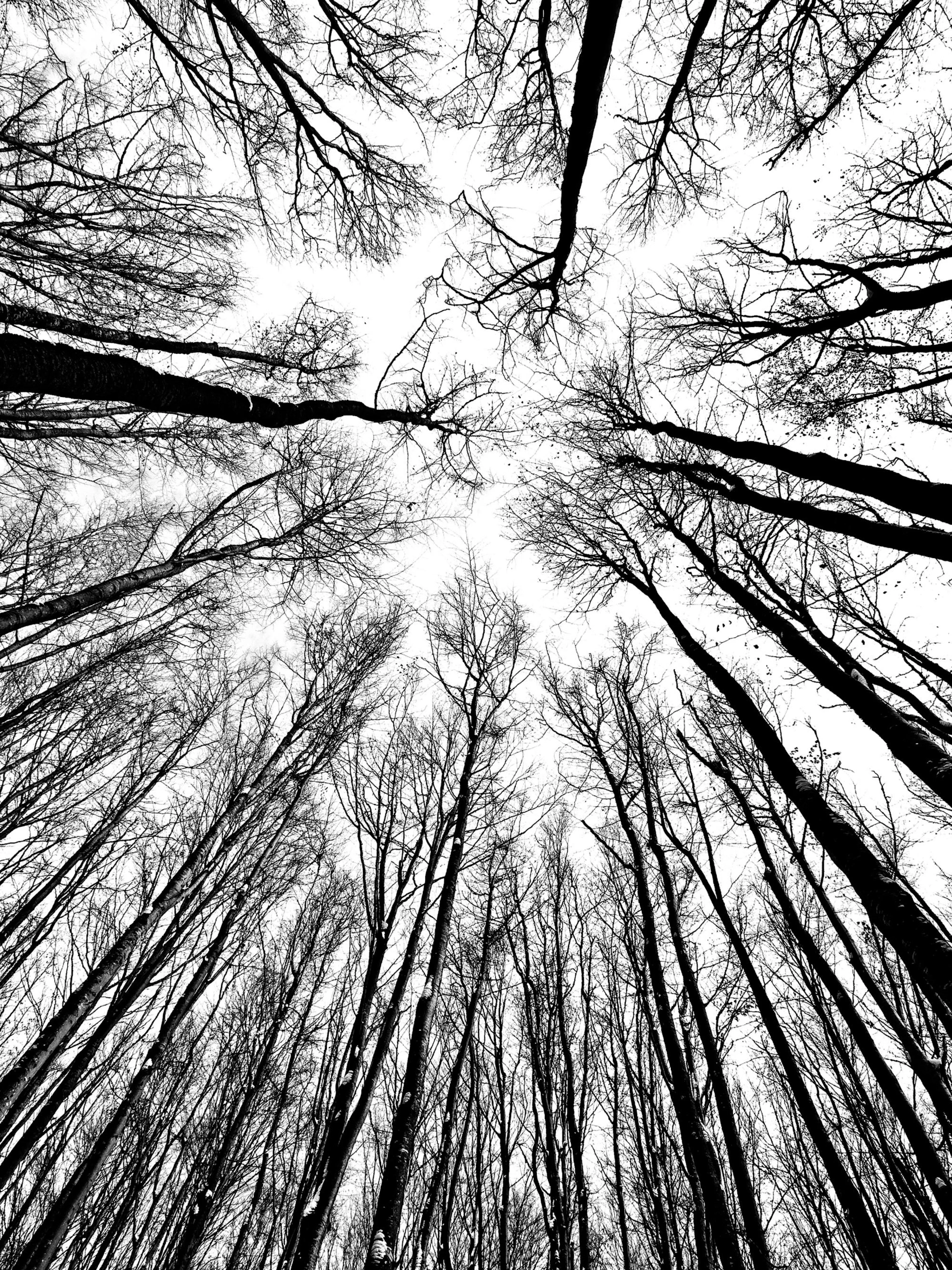 A poster featuring a black and white view looking up at tall, bare tree branches against a white sky.