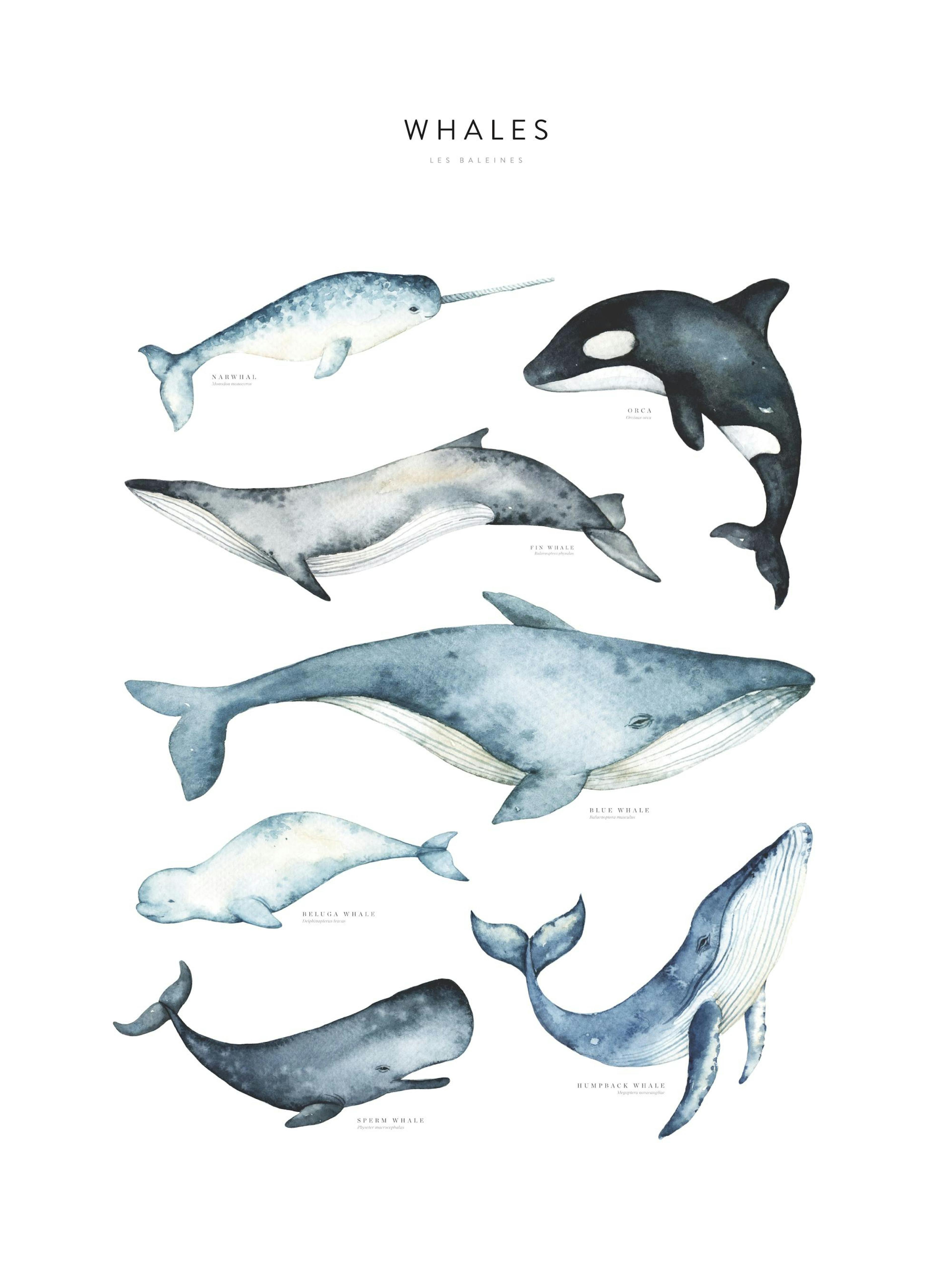 A poster featuring watercolor illustrations of various whales, including narwhal, orca, fin whale, blue whale, beluga whale, spe