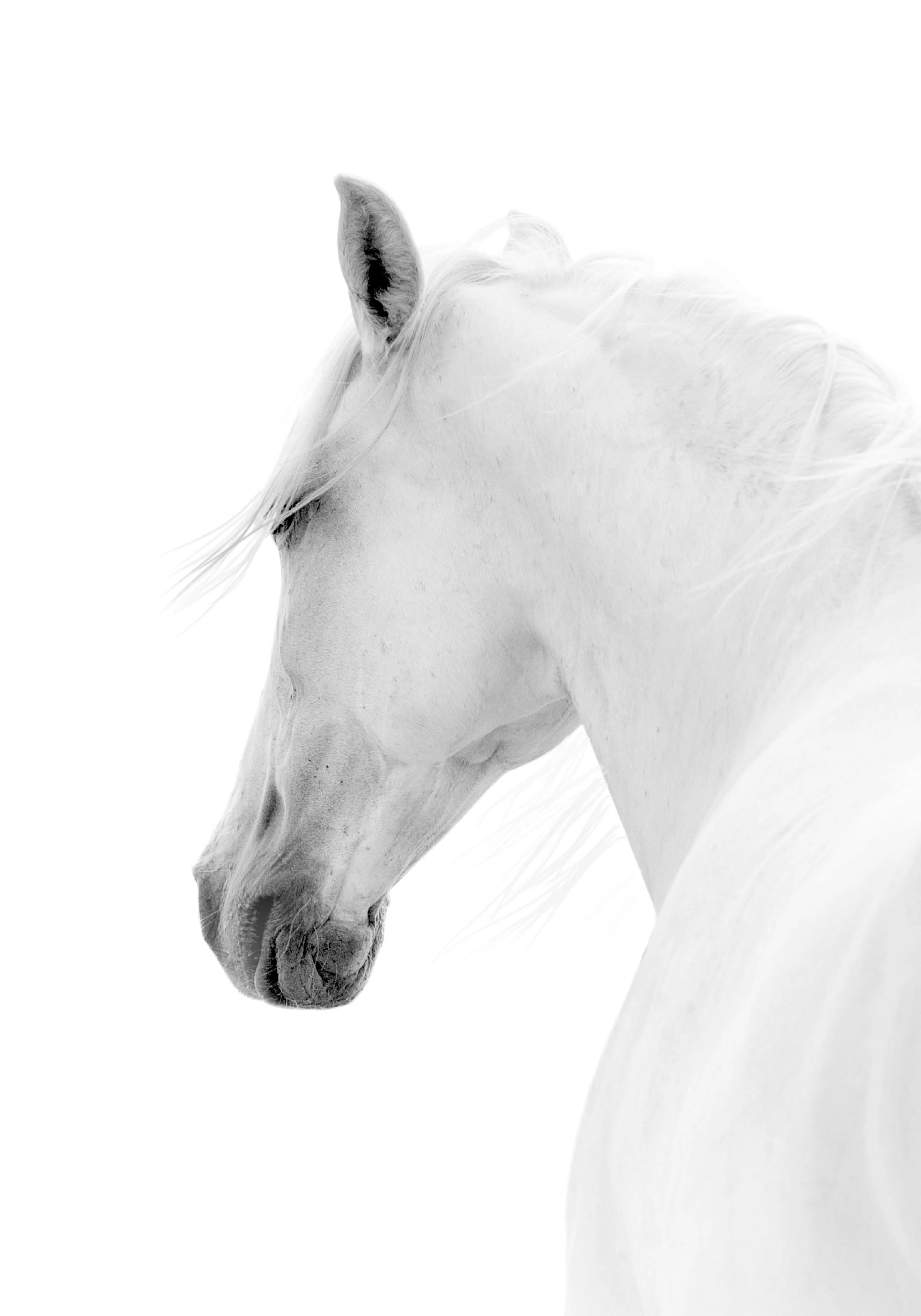 Juliste mustavalkoisesta arabianhevosesta, jonka vaalea harja ja turpa erottuvat puhtaan valkoisesta taustasta.