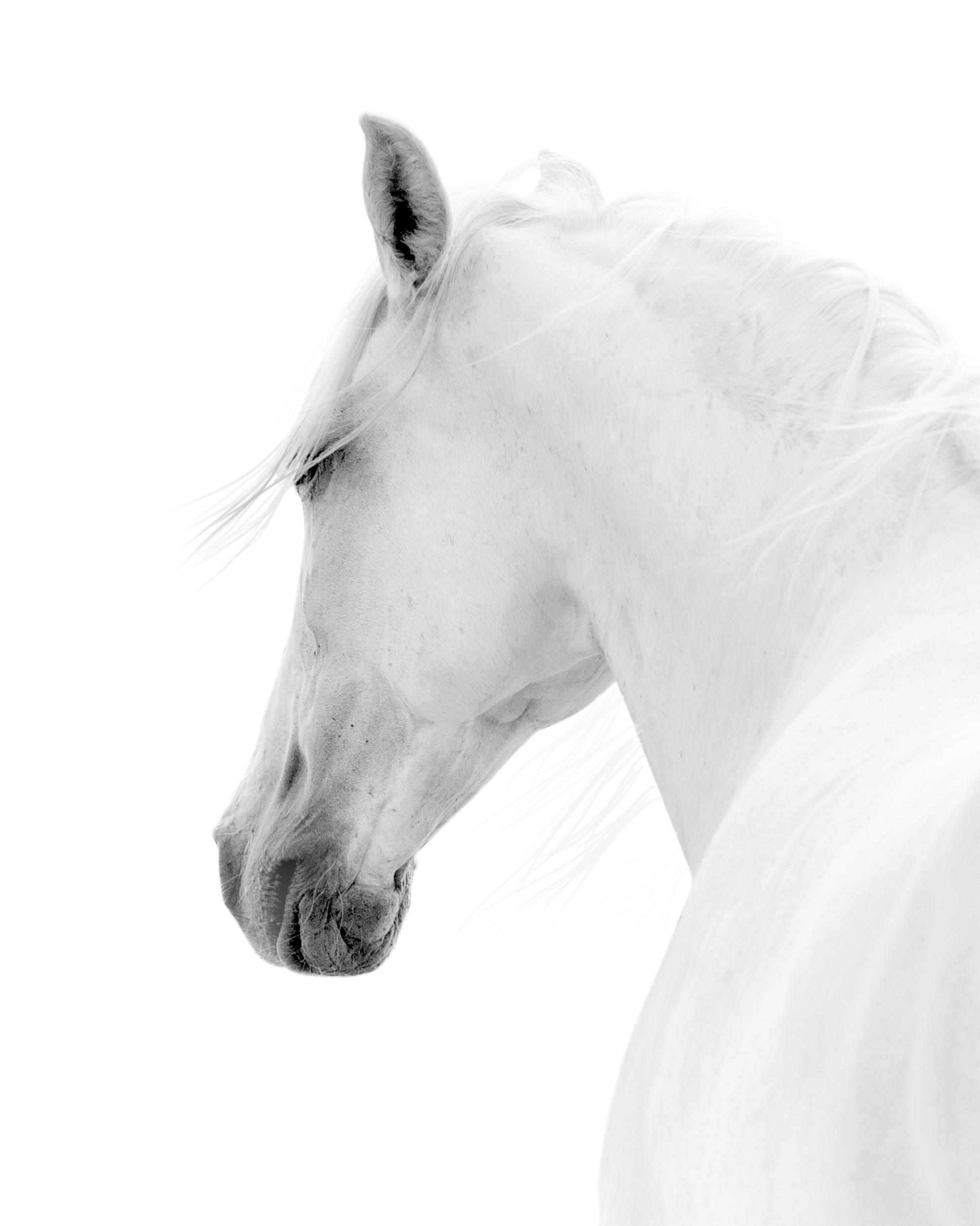 White Horse Poster in Elegant Horse Art Style | Poster Store US