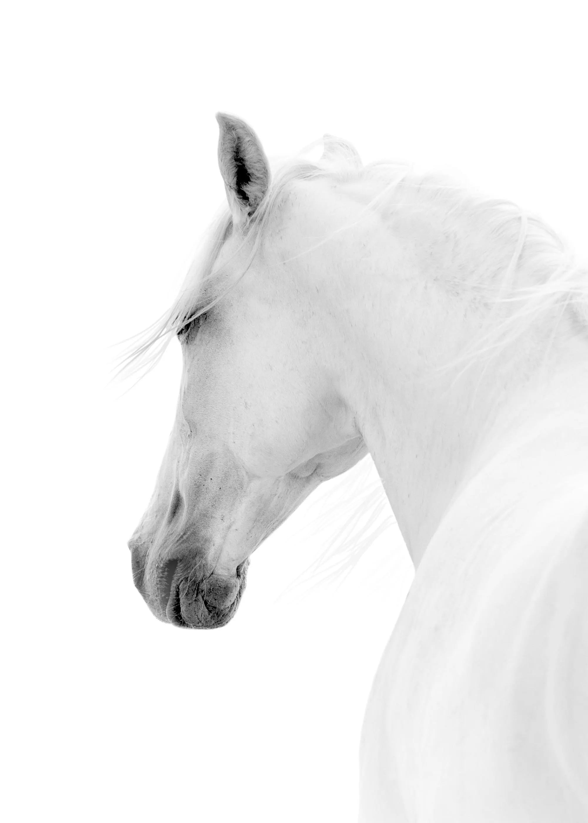 Juliste mustavalkoisesta arabianhevosesta, jonka vaalea harja ja turpa erottuvat puhtaan valkoisesta taustasta.