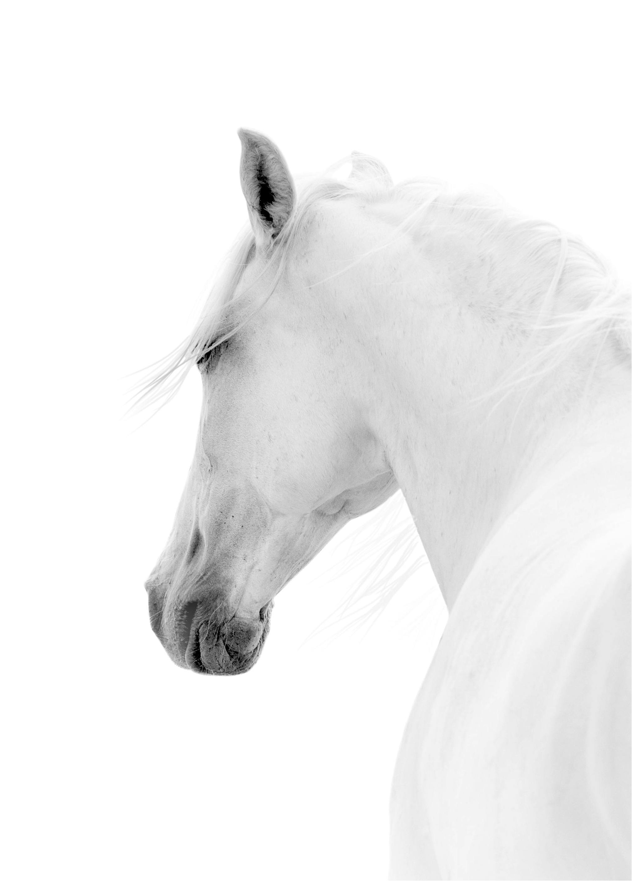 White Horse Poster (21x30 cm) - Poster Store