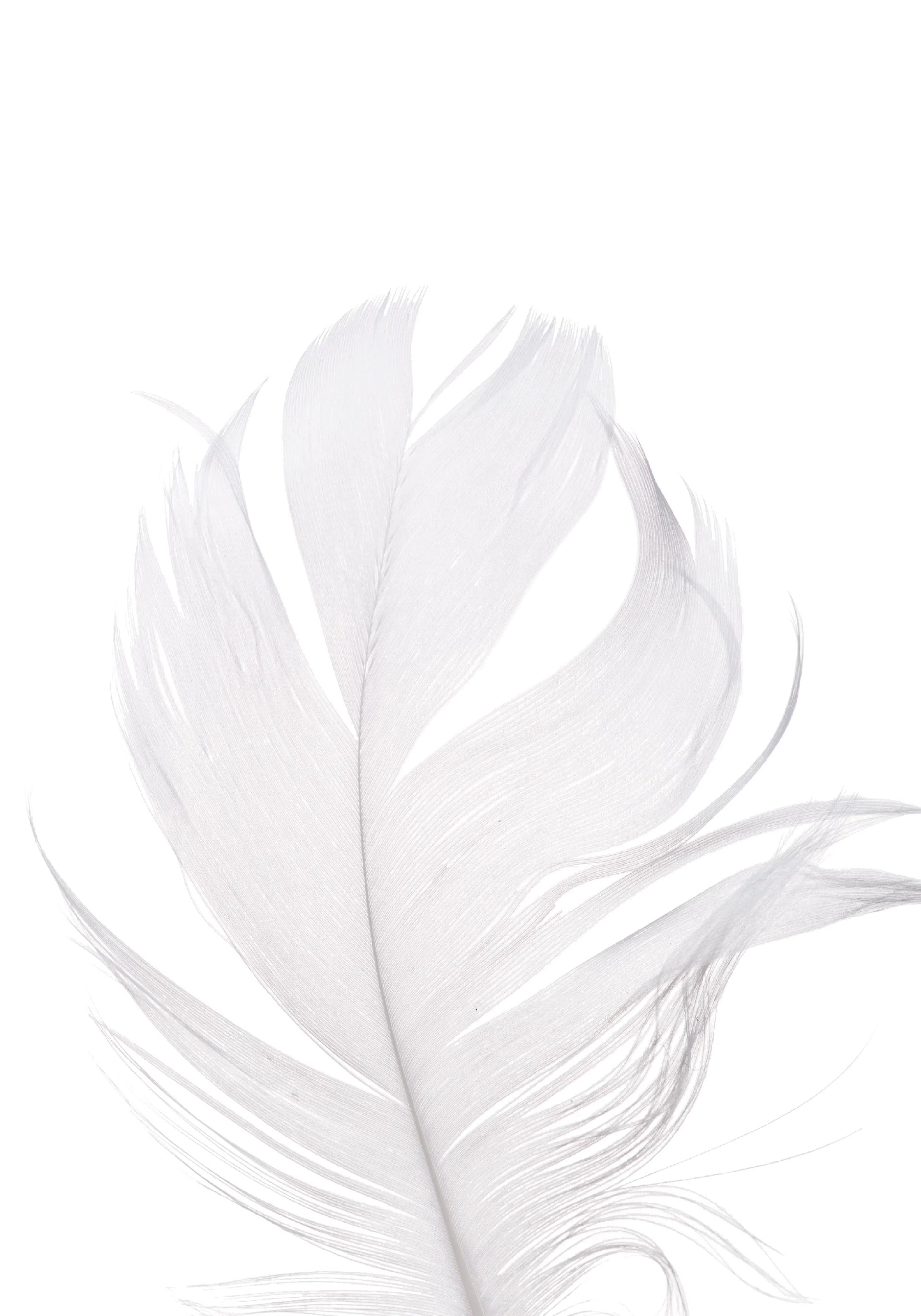 A poster featuring a close-up of a delicate white feather with soft, wispy strands on a pure white background.