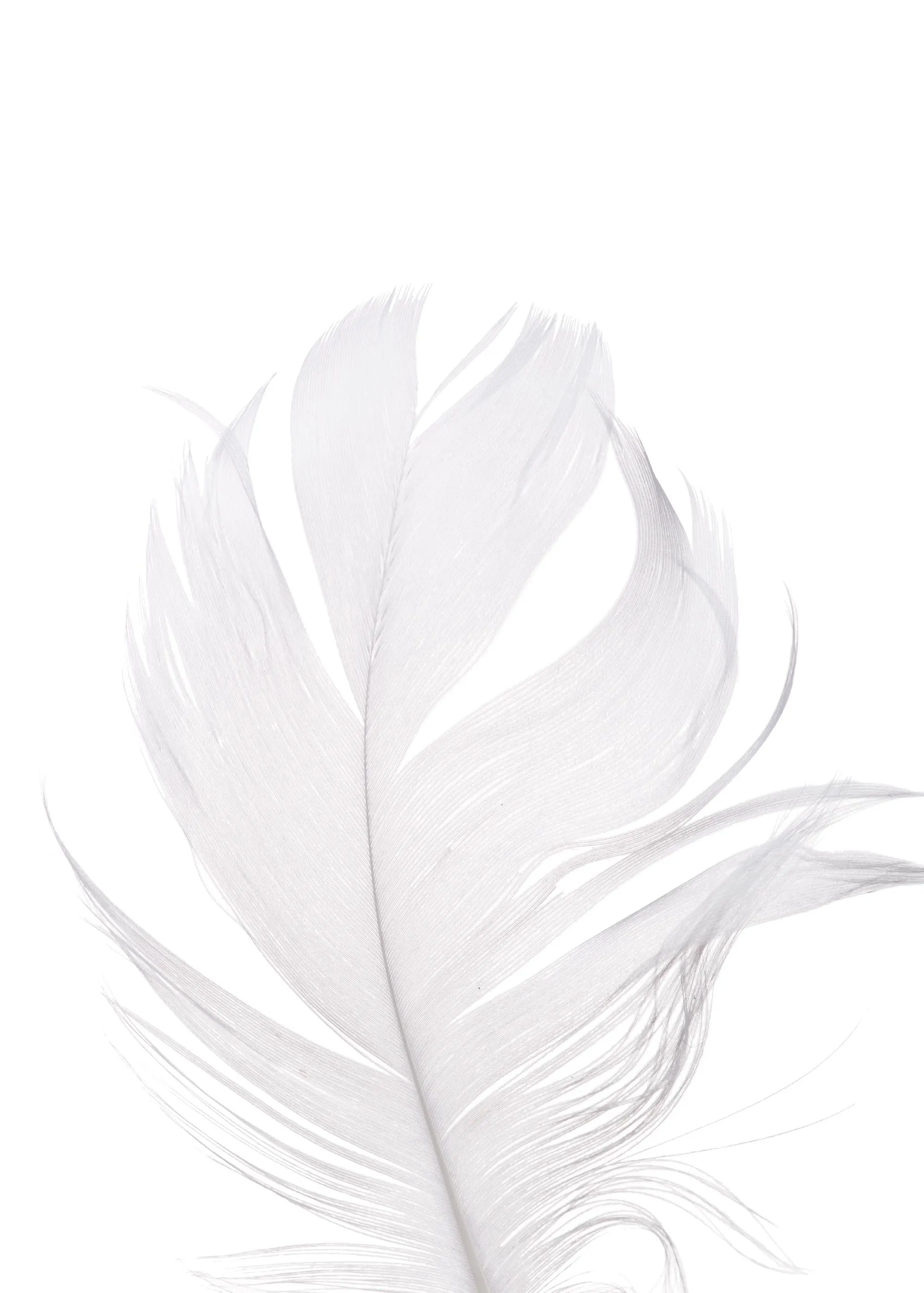 Valkoinen höyhen, jossa on hienovaraisia harmaita sävyjä ja selkeitä yksityiskohtia, valkoisella taustalla. Juliste.