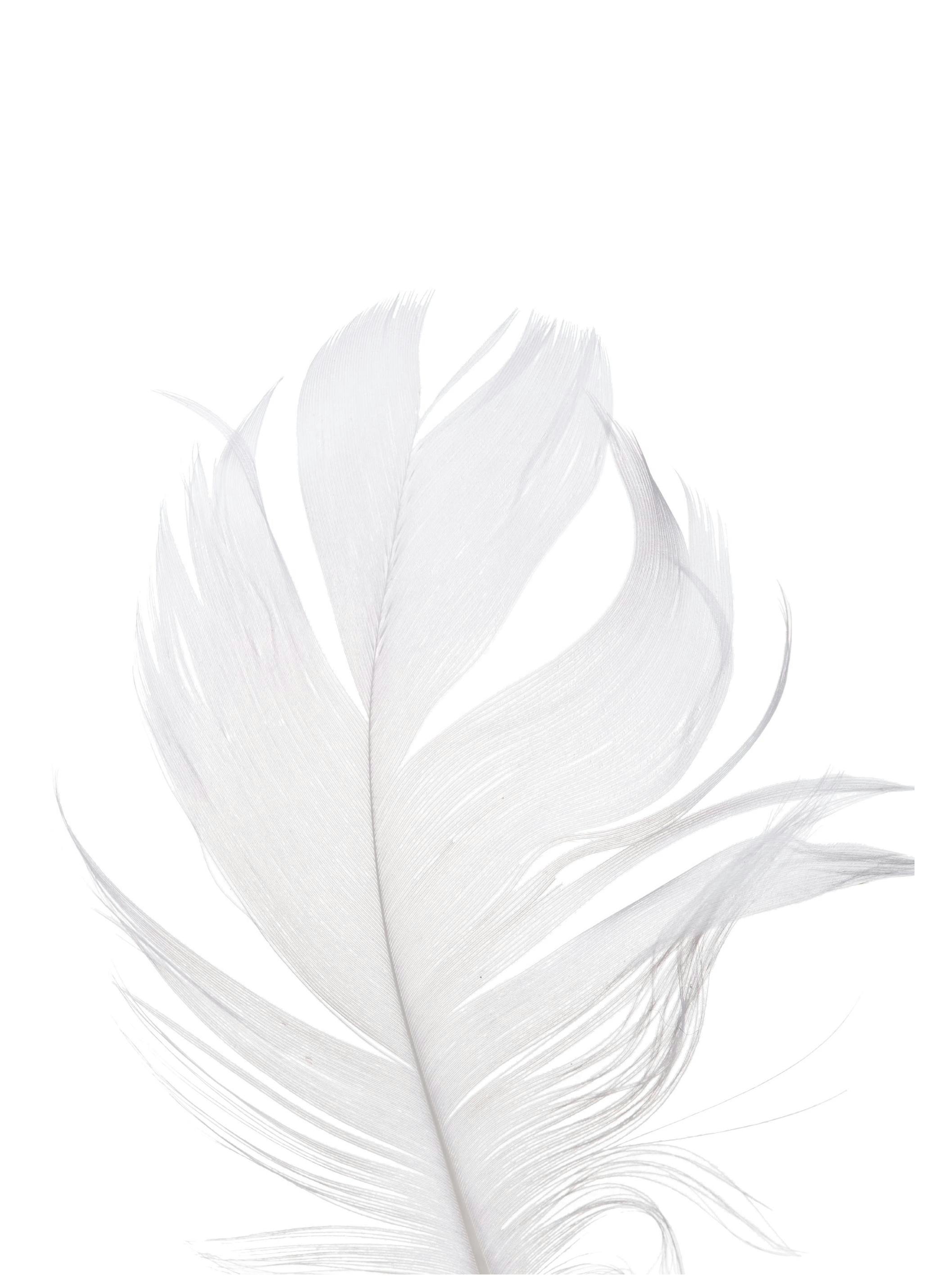 White Feather Poster (21x30 cm) - Poster Store
