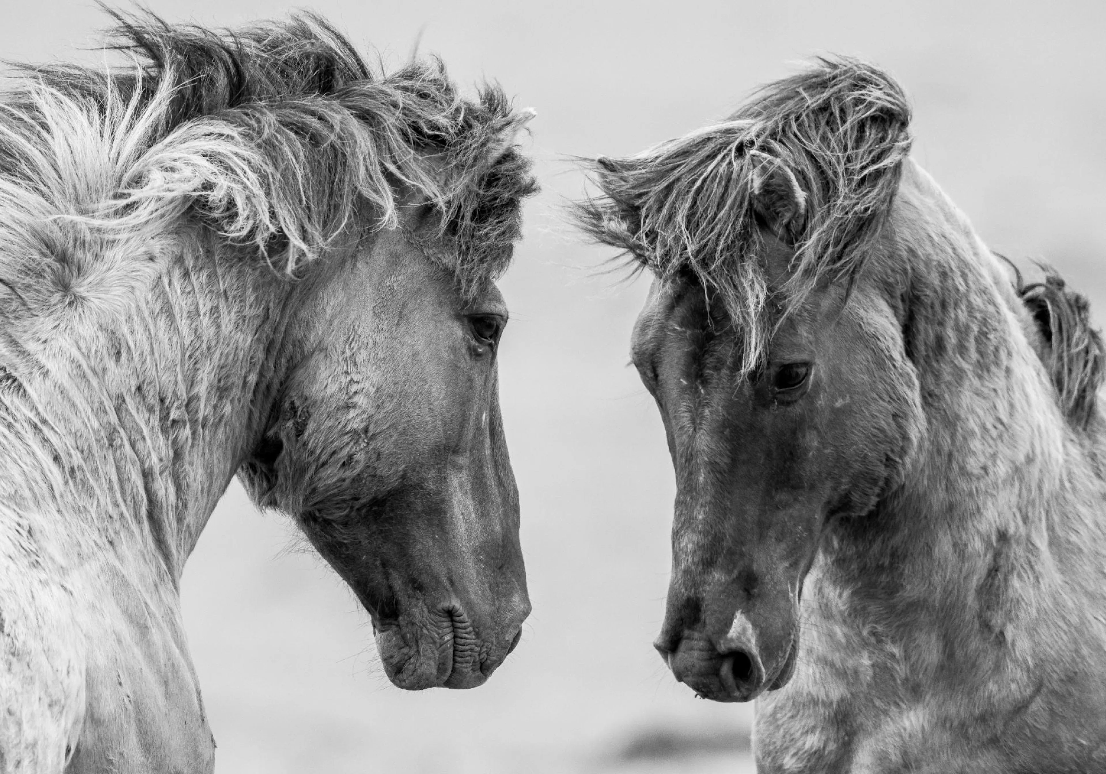 Černobílý plakát s dvěma majestátními koňmi stojícími proti sobě s rozcuchanou hřívou.