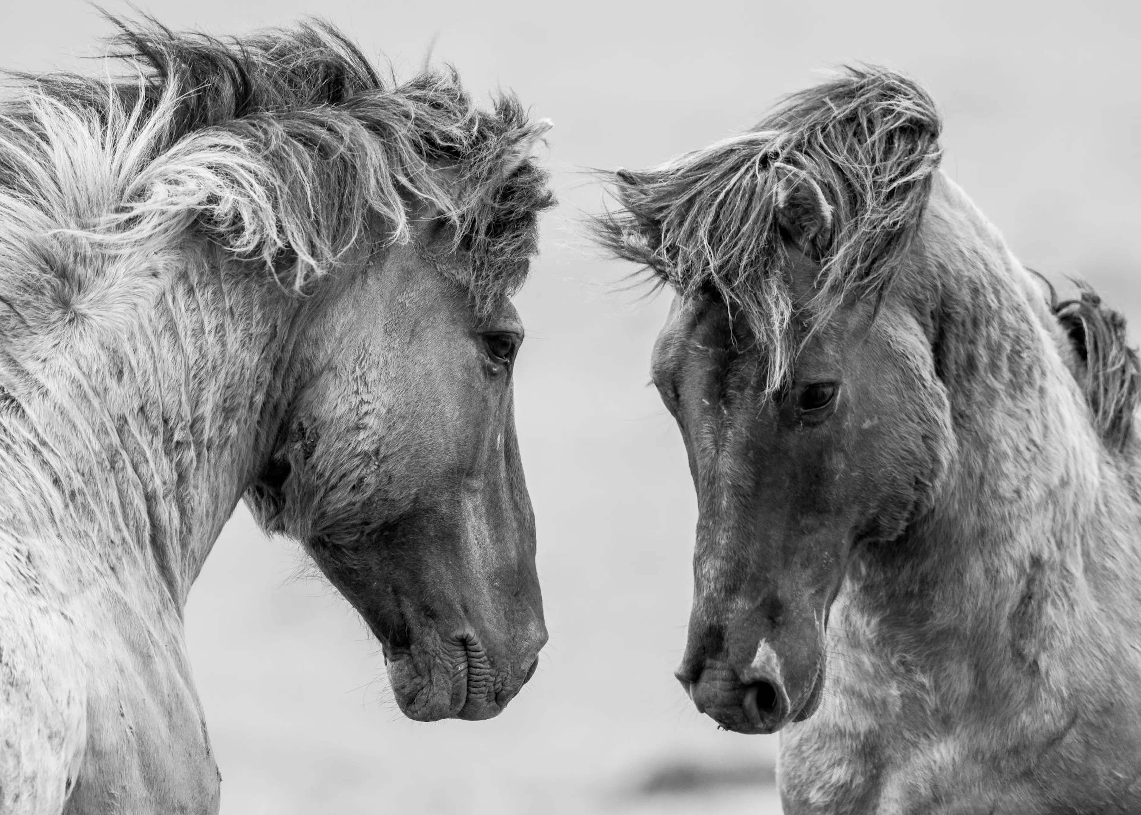 Černobílý plakát s dvěma majestátními koňmi stojícími proti sobě s rozcuchanou hřívou.